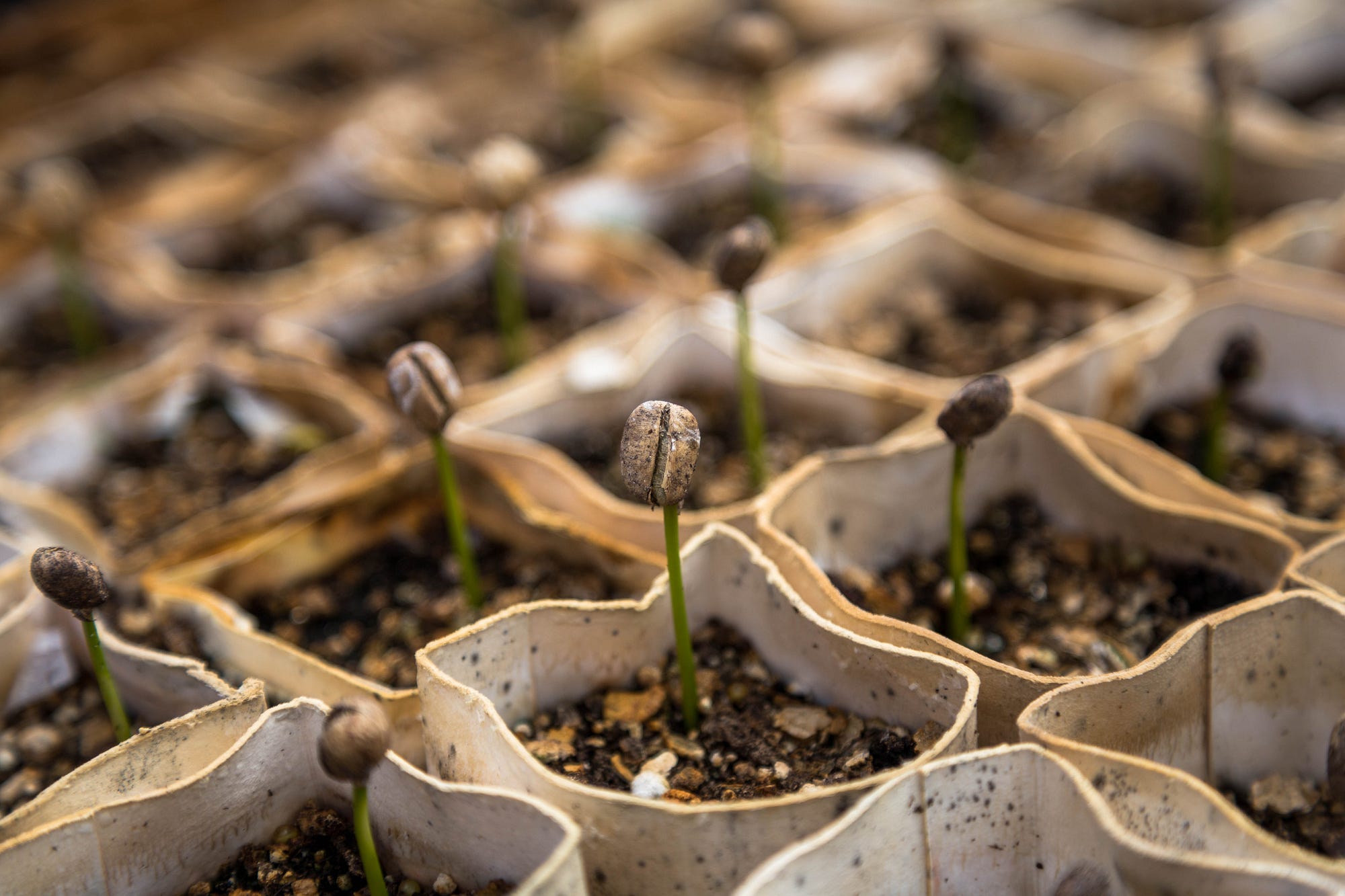 From cardboard cartons, sprout tens of small beans.