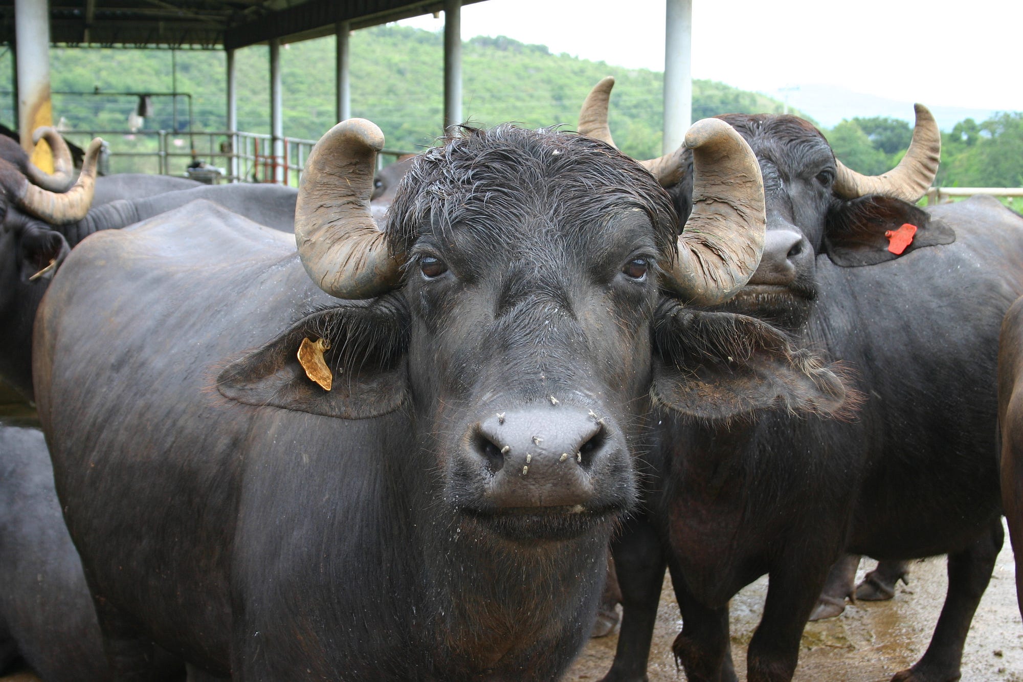 Here Are The Reasons Why Buffalo Is My Spirit Animal And Why It Should Be Yours Too By Runjhun Noopur The Haven Medium