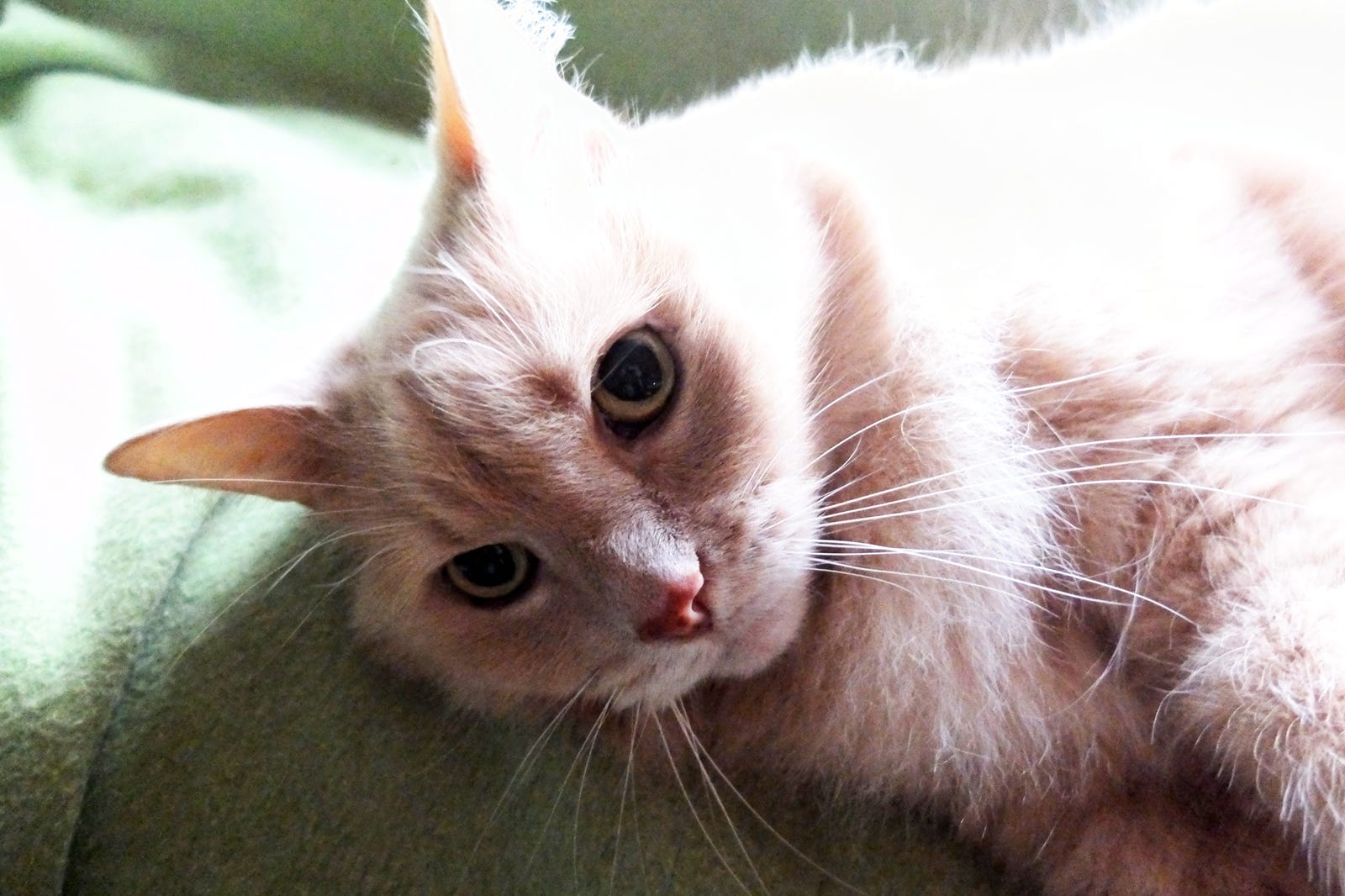 Taffys’ Volatile Moods. Our cat, Taffy, has always been a bit… by