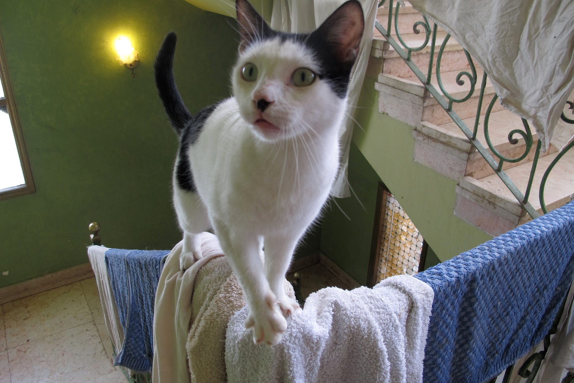 73+ Egyptian cat rescue uk funny animals, cute animals, crazy cats