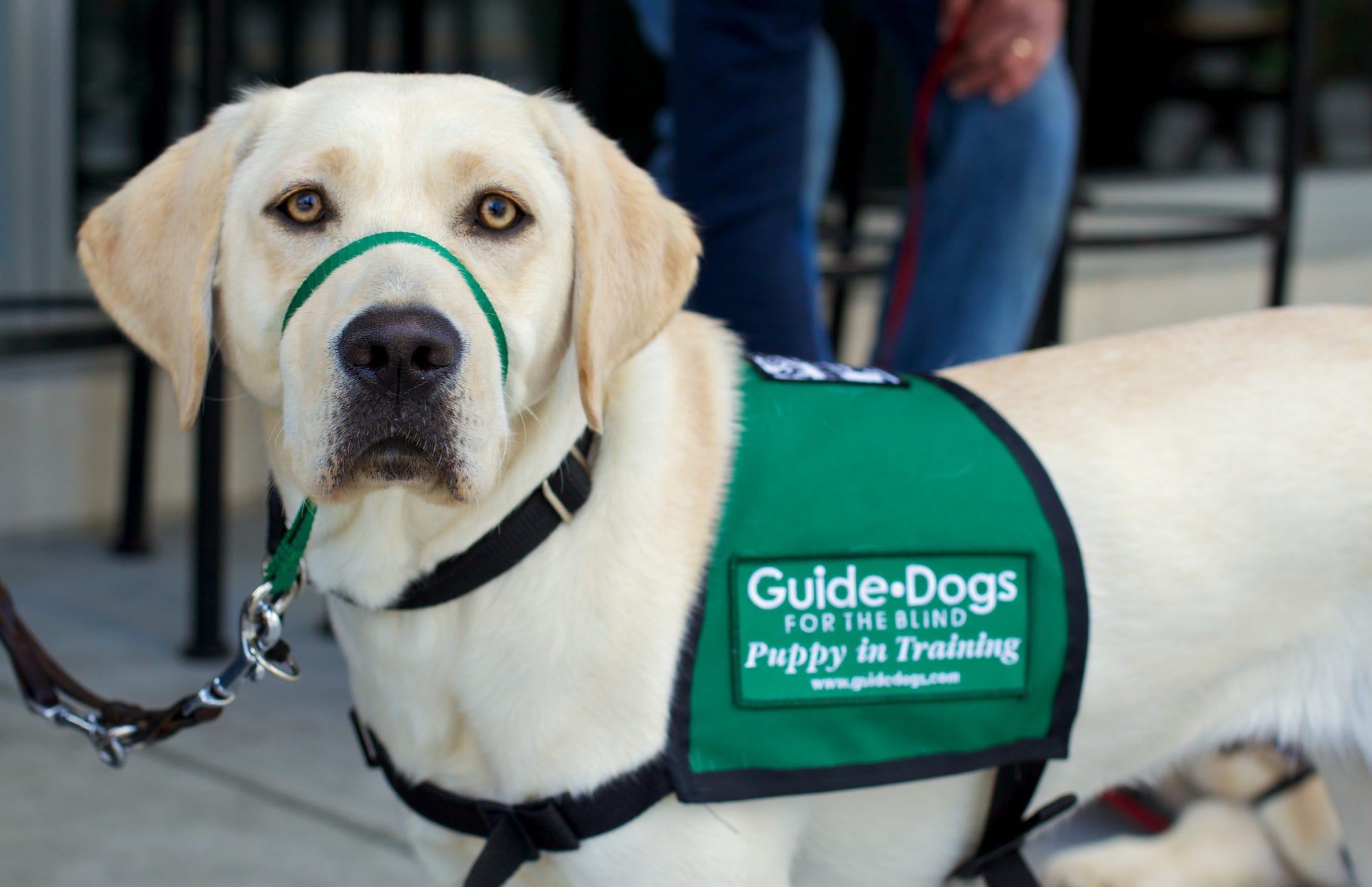 Yellow labrador Susanna wearing her Guide-Dogs for the blind, Puppy in Training vest