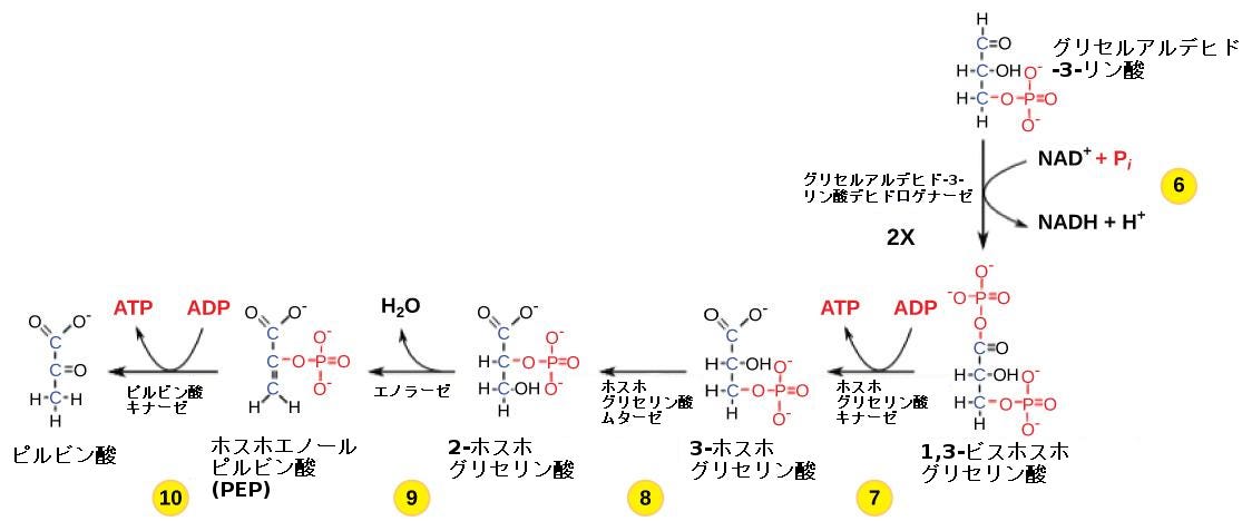 生物学 第2版 第7章 細胞呼吸 Japanese Translation Of Biology 2e By Better Late Than Never Medium