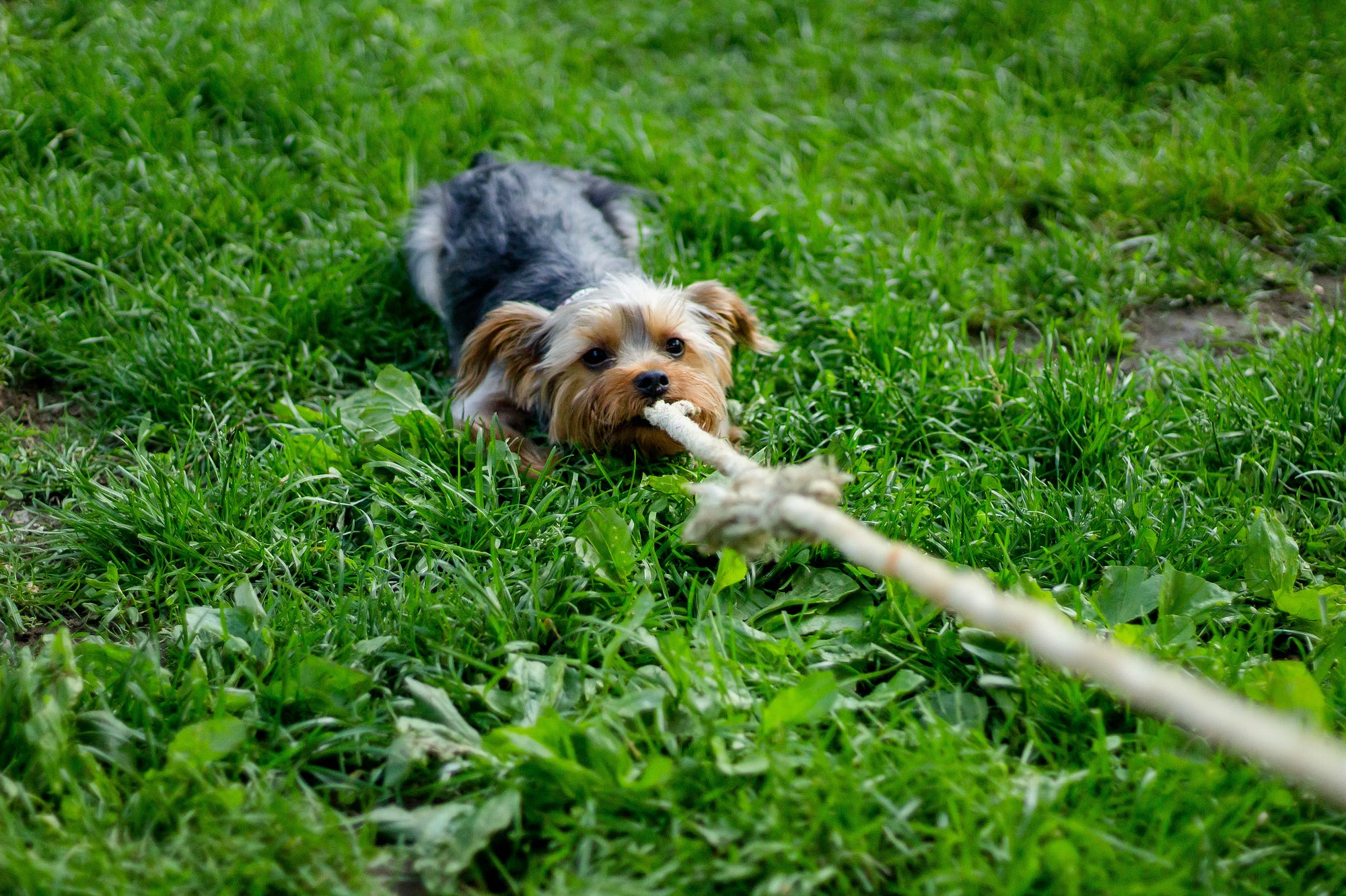 Yorkshire terrior pulling on a rope