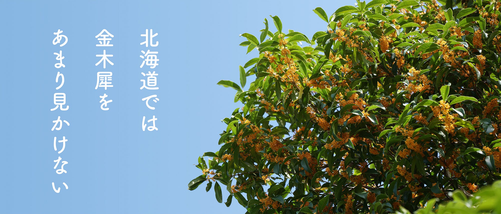 秋といえばこの花の香りを思い出す 金木犀 の知られざるトリビア 今年は10月に入ってからも 30度を超える夏のような日が続き 秋らしさをあまり感 By N Crevia Tac Medium