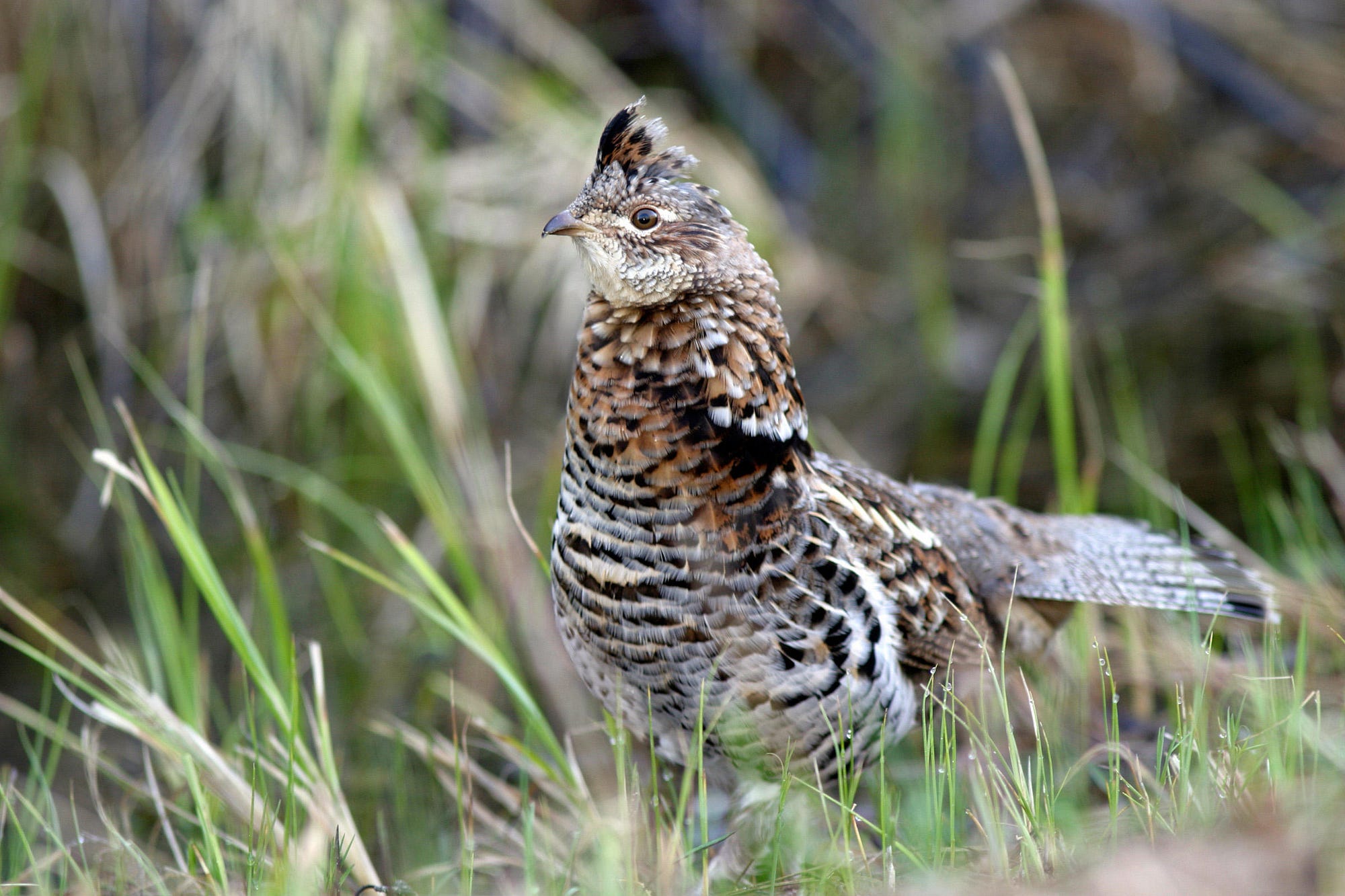 A ruffed grouse surveys its surroundings.