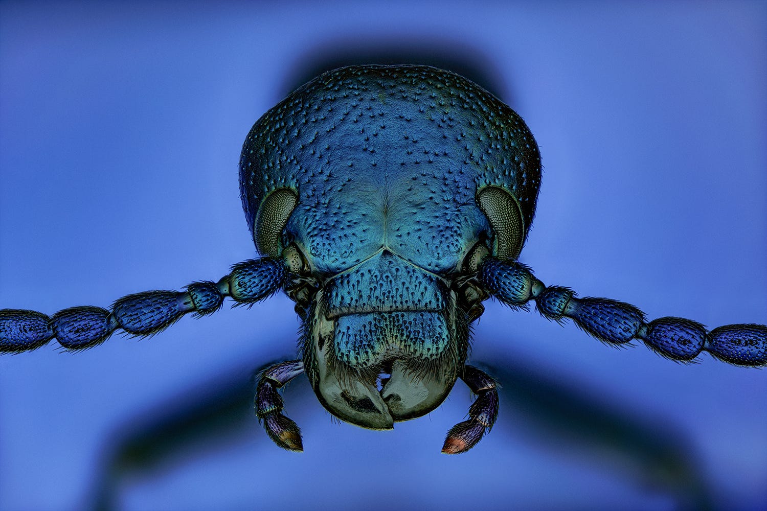 A close up photo of a beetle in rich, iridescent blue and green jewel tones, with small claws and segmented limbs