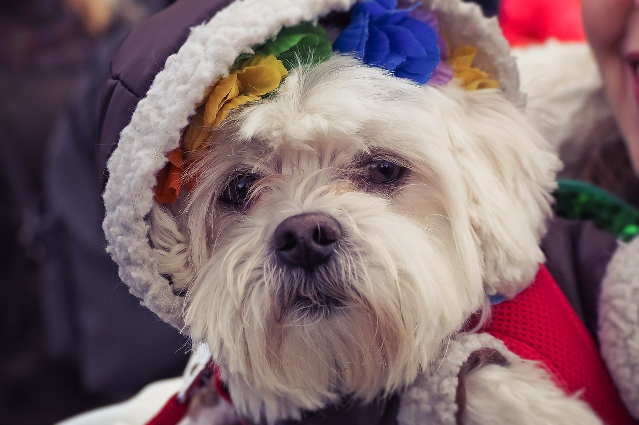 A Westie wearing a fleece hat lined with with rainbow flowers.
