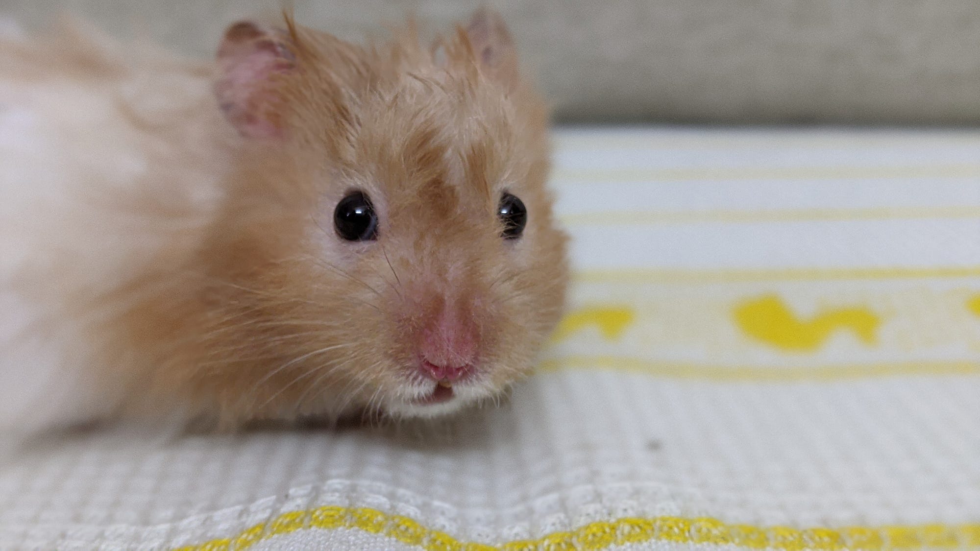 Hamster Tales — They Eat Their Own Poop! by Anu Anniah Creatures Medium