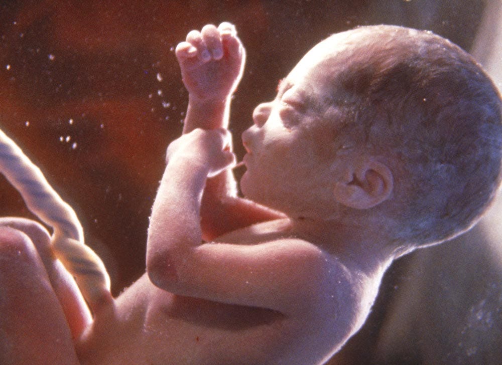 Como Vive El Bebe Adentro De La Panza De Su Mama By Ser Padres Serpadresar Medium