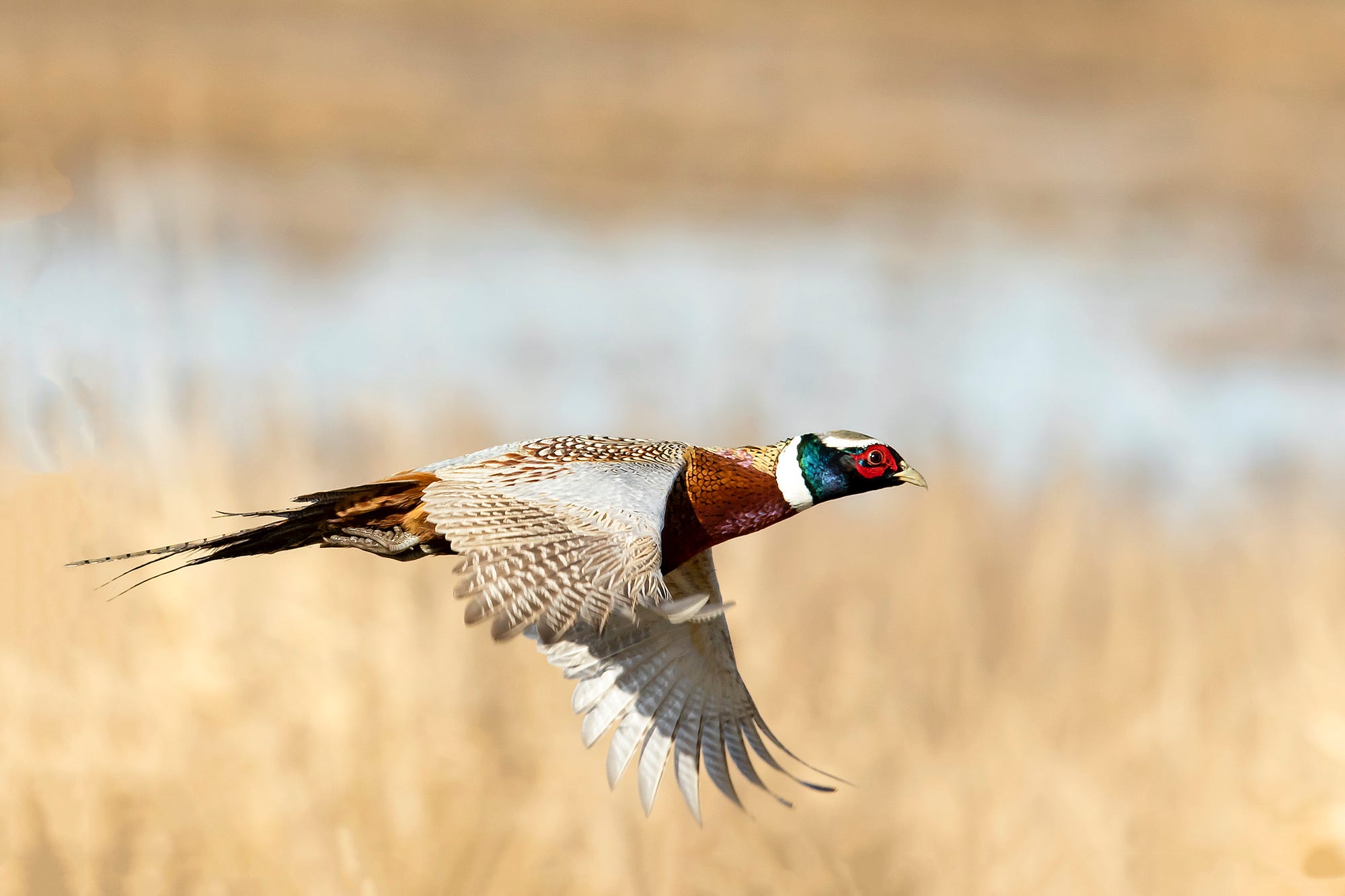 A male pheasant takes flight over an Eastern Washington farm field.