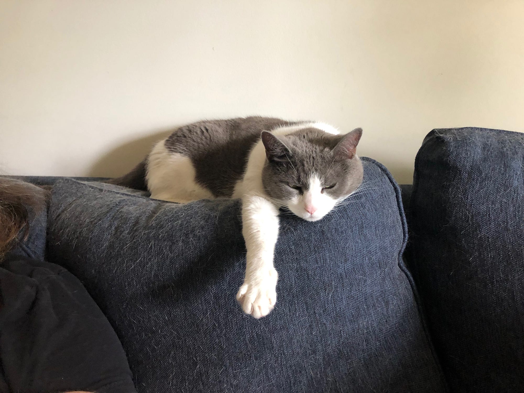 Feel good? Nah — one grumpy but adorable cat named Cosima