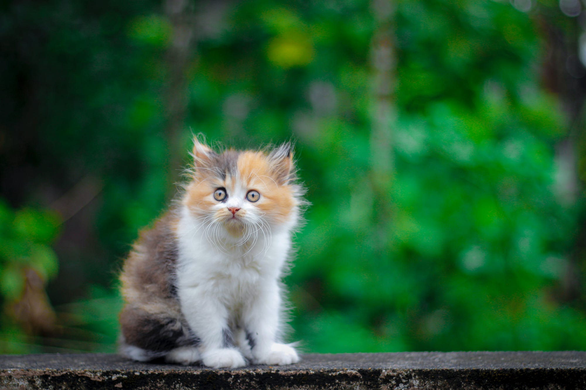 7 Common And Funny French Expressions Using The Word Cat By Mathias Barra The Language Learning Hub Medium