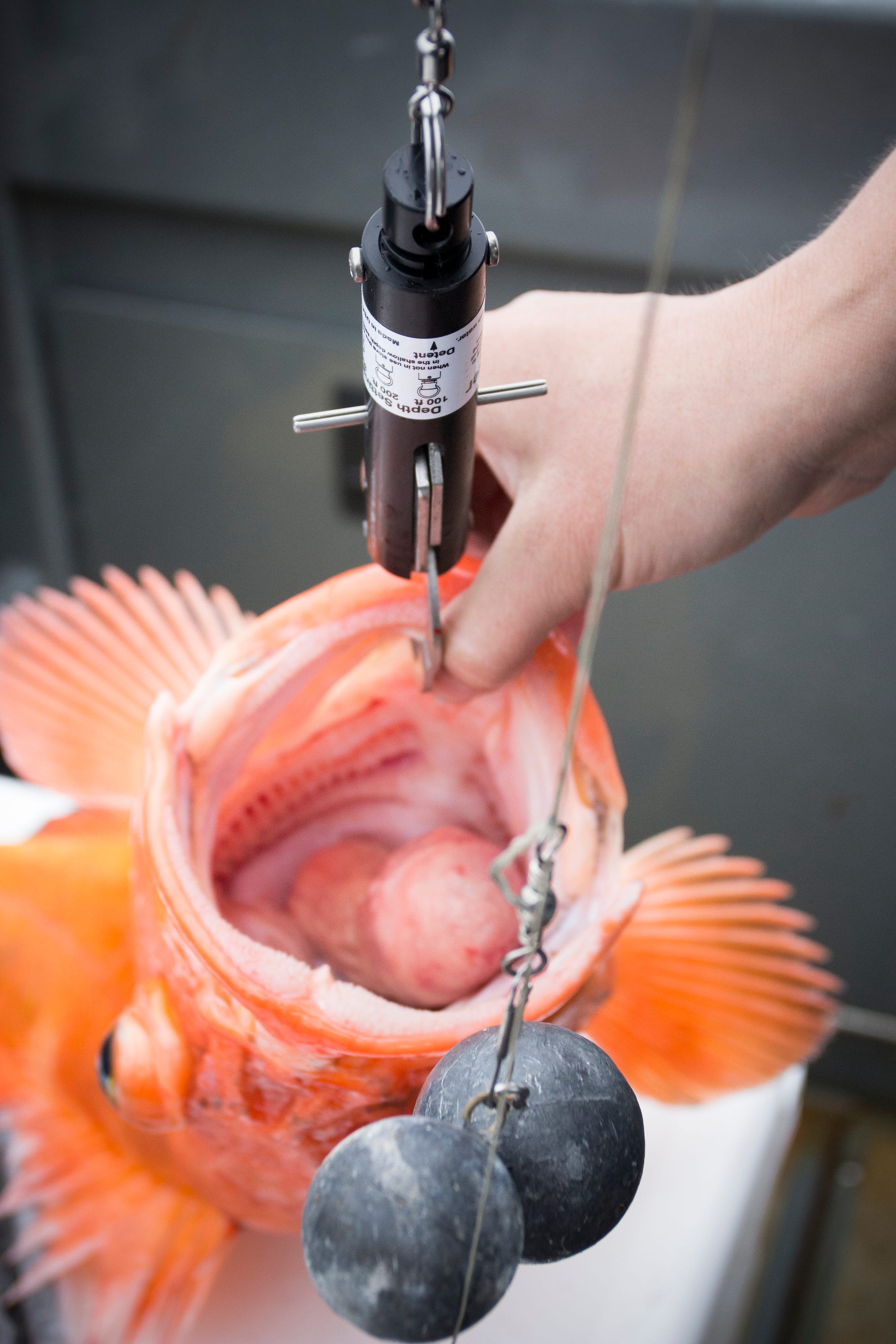 looking into a yelloweye’s mouth with a deep water release mechanism attached to it’s lower jaw