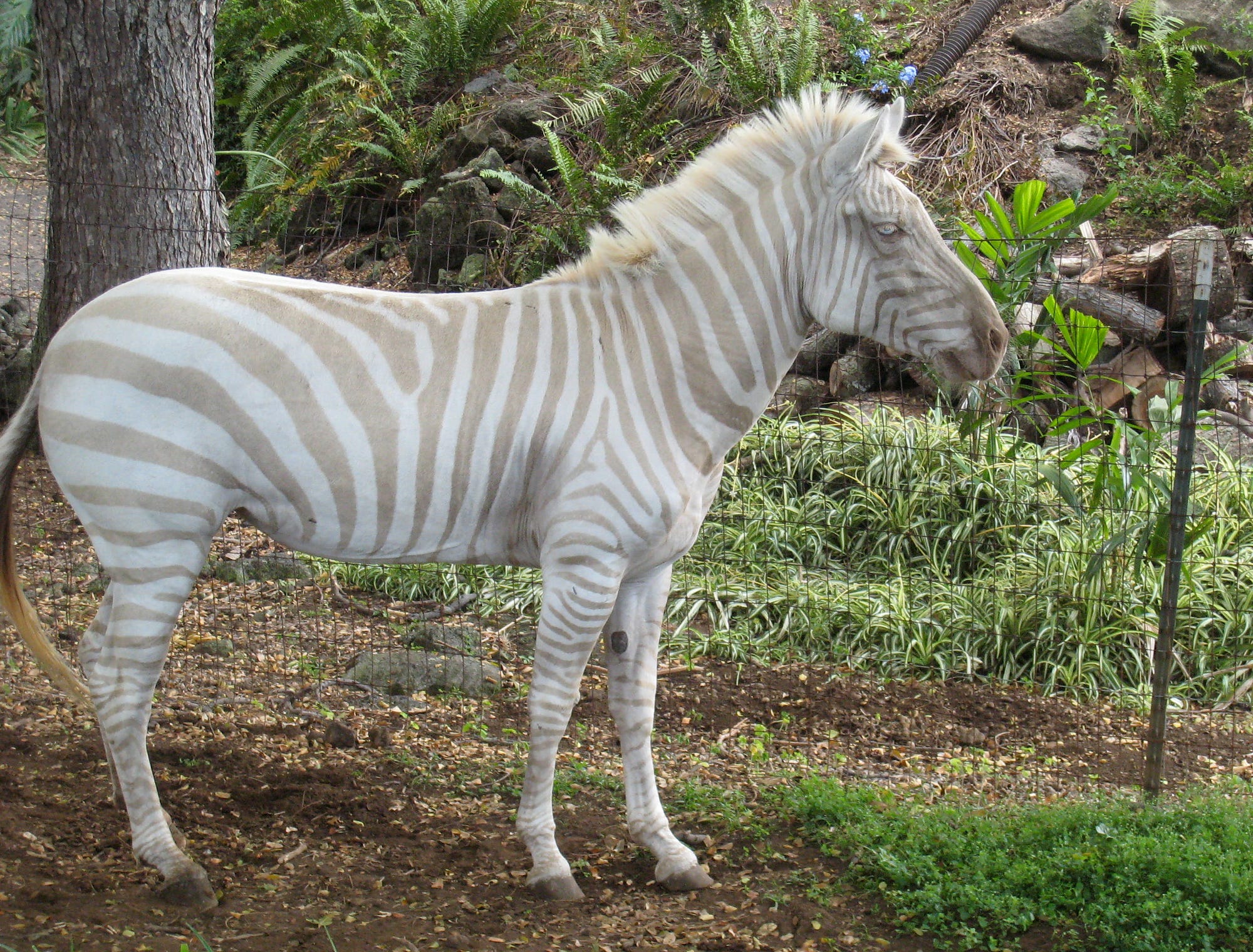 Rare Zebra Foal With Polka Dots Spotted In Kenya by 𝐆𝐫𝐫𝐥𝐒𝐜𝐢𝐞𝐧𝐭𝐢𝐬𝐭