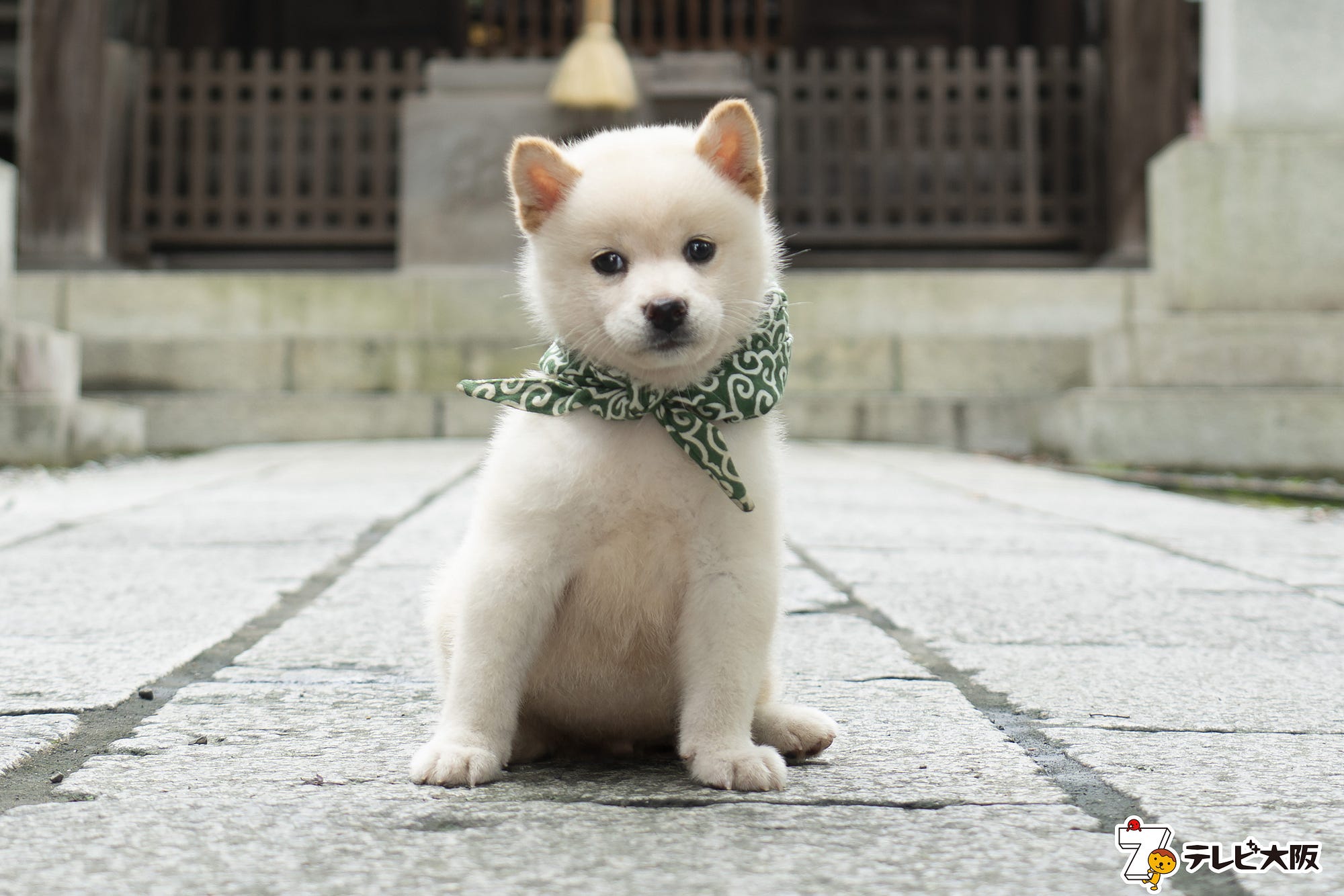 柴犬是日本票選最喜歡的狗狗個性倔強頑固卻對主人忠心耿耿 Joel Fukuzawa Medium