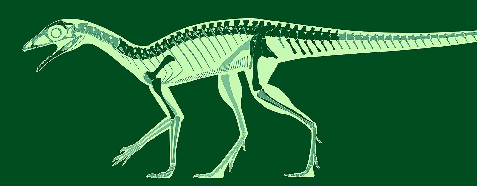 pterosaur evolution