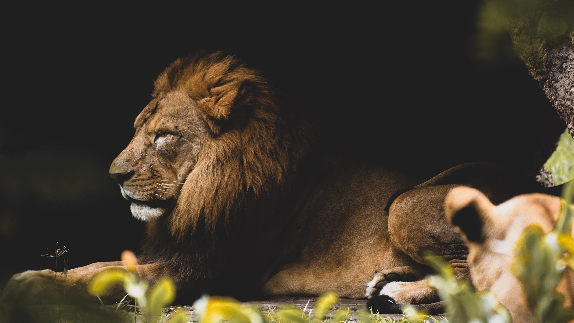 A stunning photograph of a large male lion reclining in the shadows and looking off into the distance
