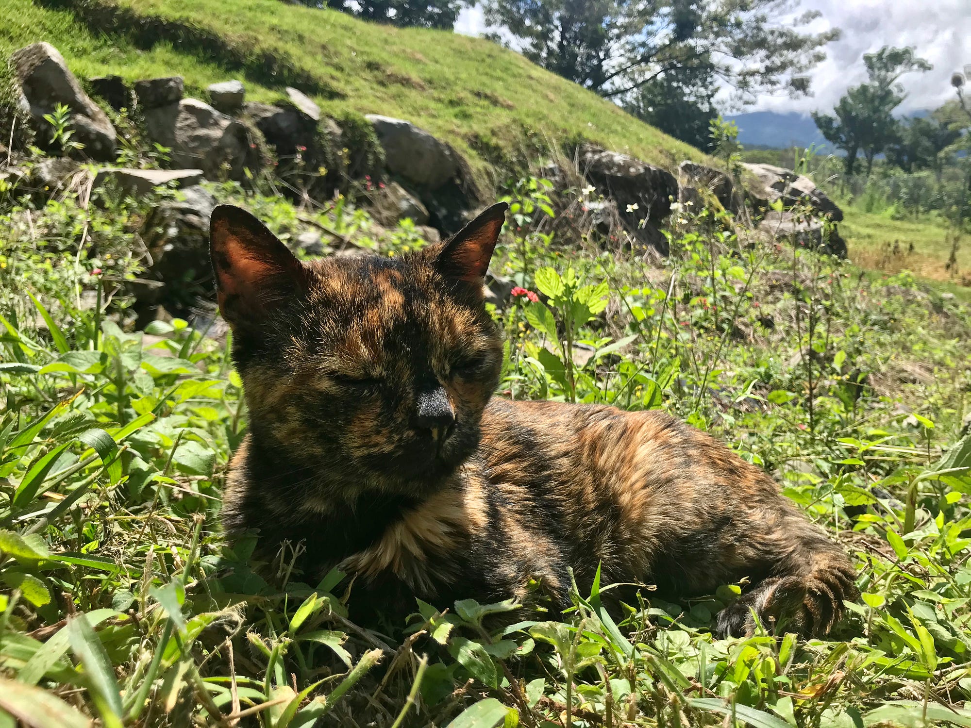 Molasses kitty Rebecca Murauskas Boquete Panama I-131 Radioactive iodine thyroid treatment Feline Cancer survivor