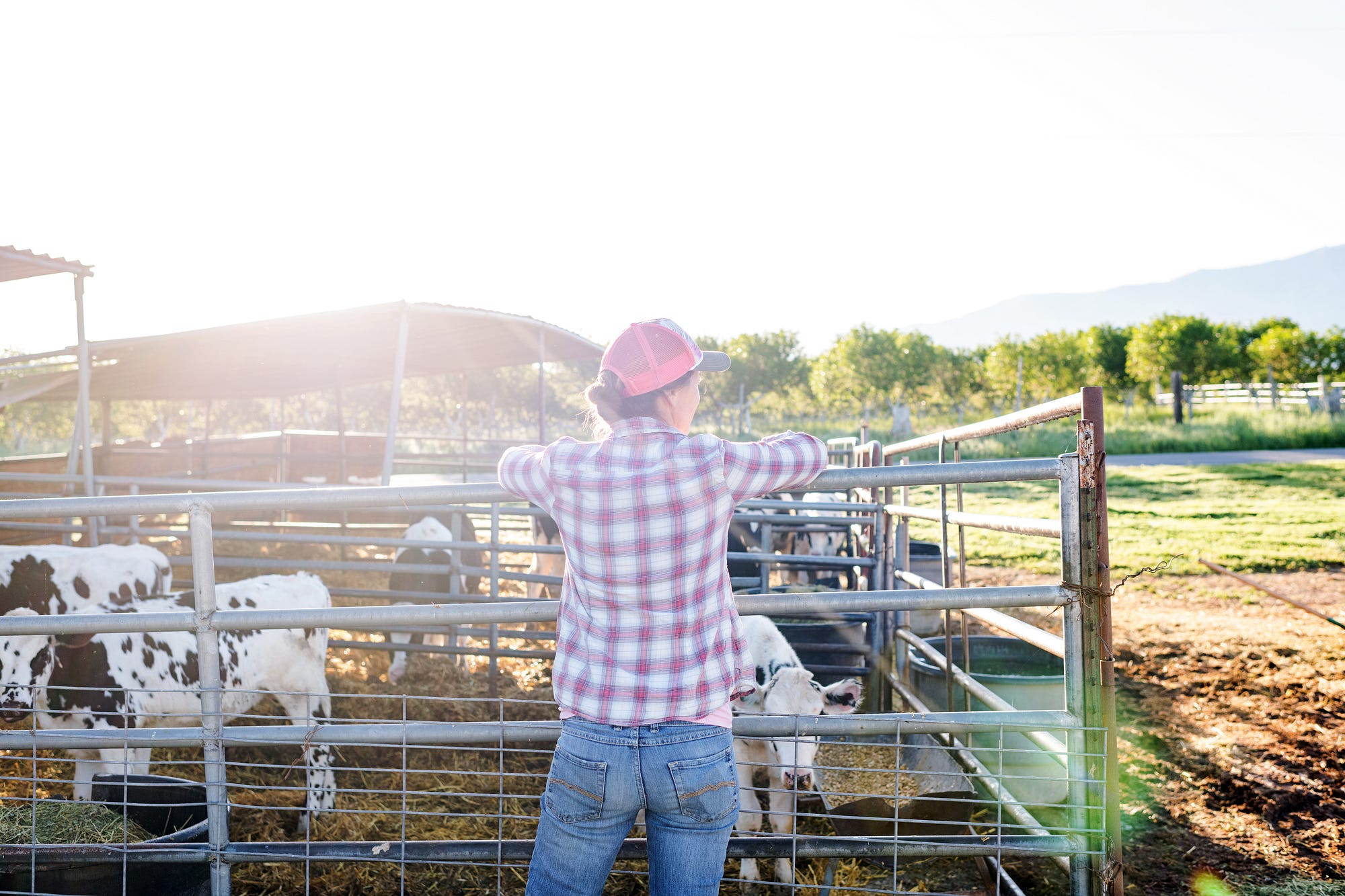 Woman farmer stands at gate looking at an enclosure of calves.
