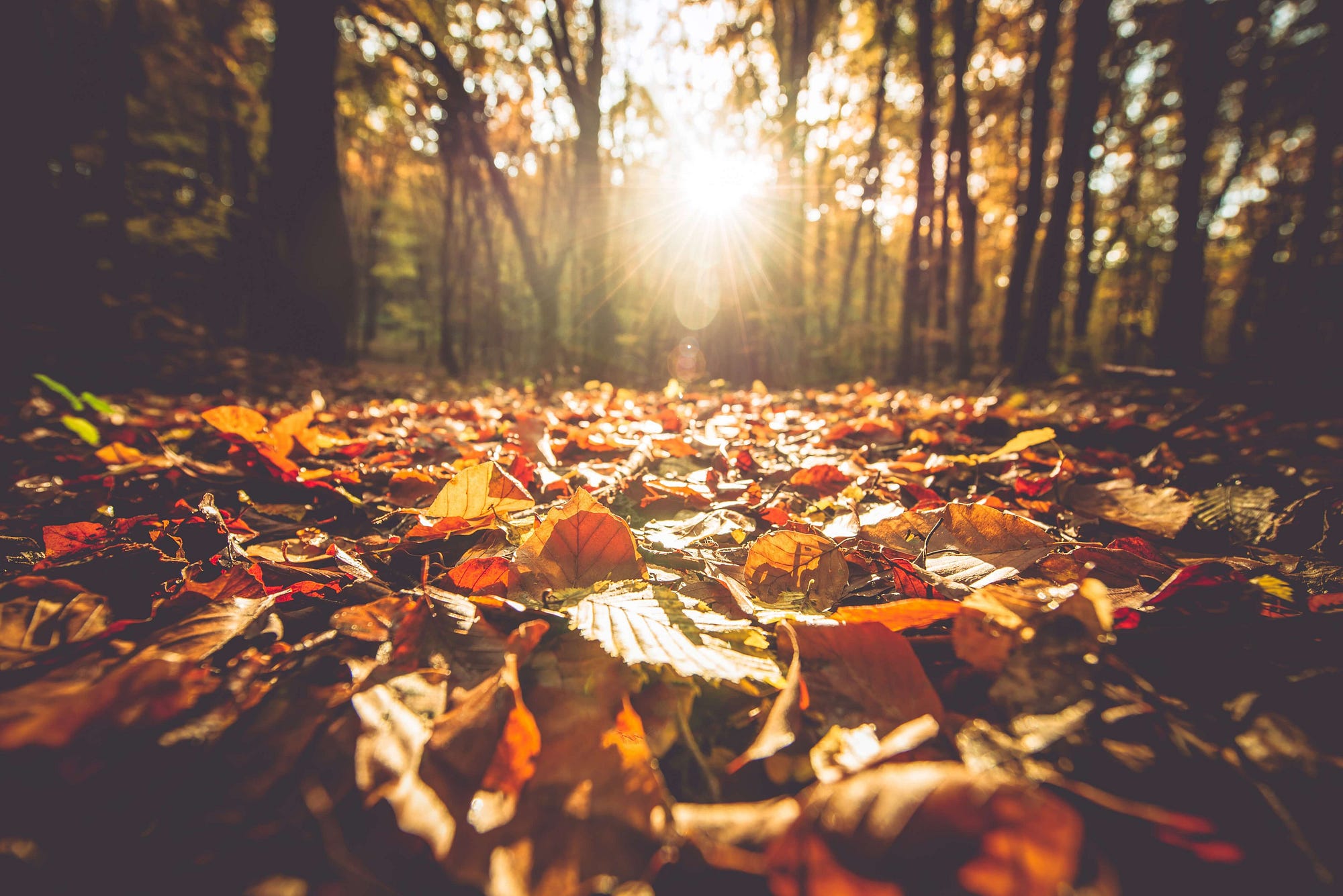 Autumn Equinox. Fall is a time of change. Temperatures… by Lindsey
