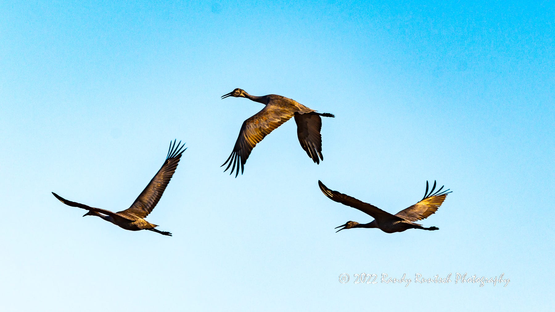 Three Sandhill Cranes in flight.