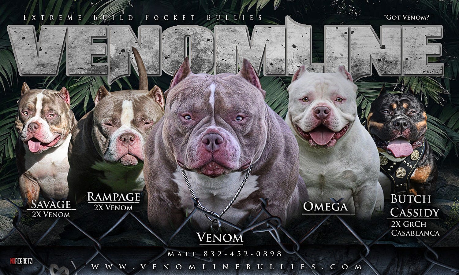 How To Become A Successful Breeder American Bully Types Classes Foundation Dogs Breeding Techniques By Venomline Pocket Bully S Venomline Medium