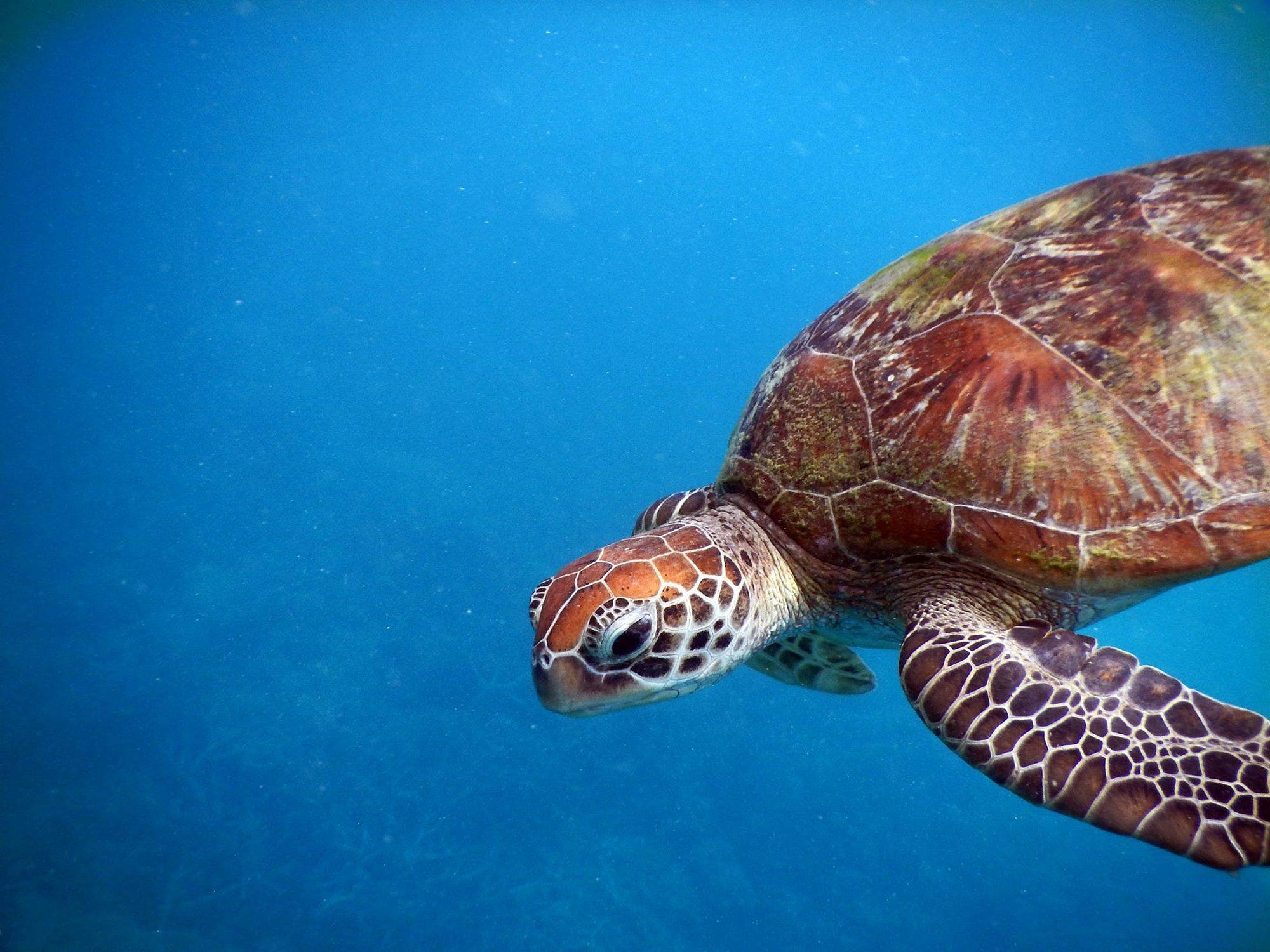 sea turtle swimming underwater