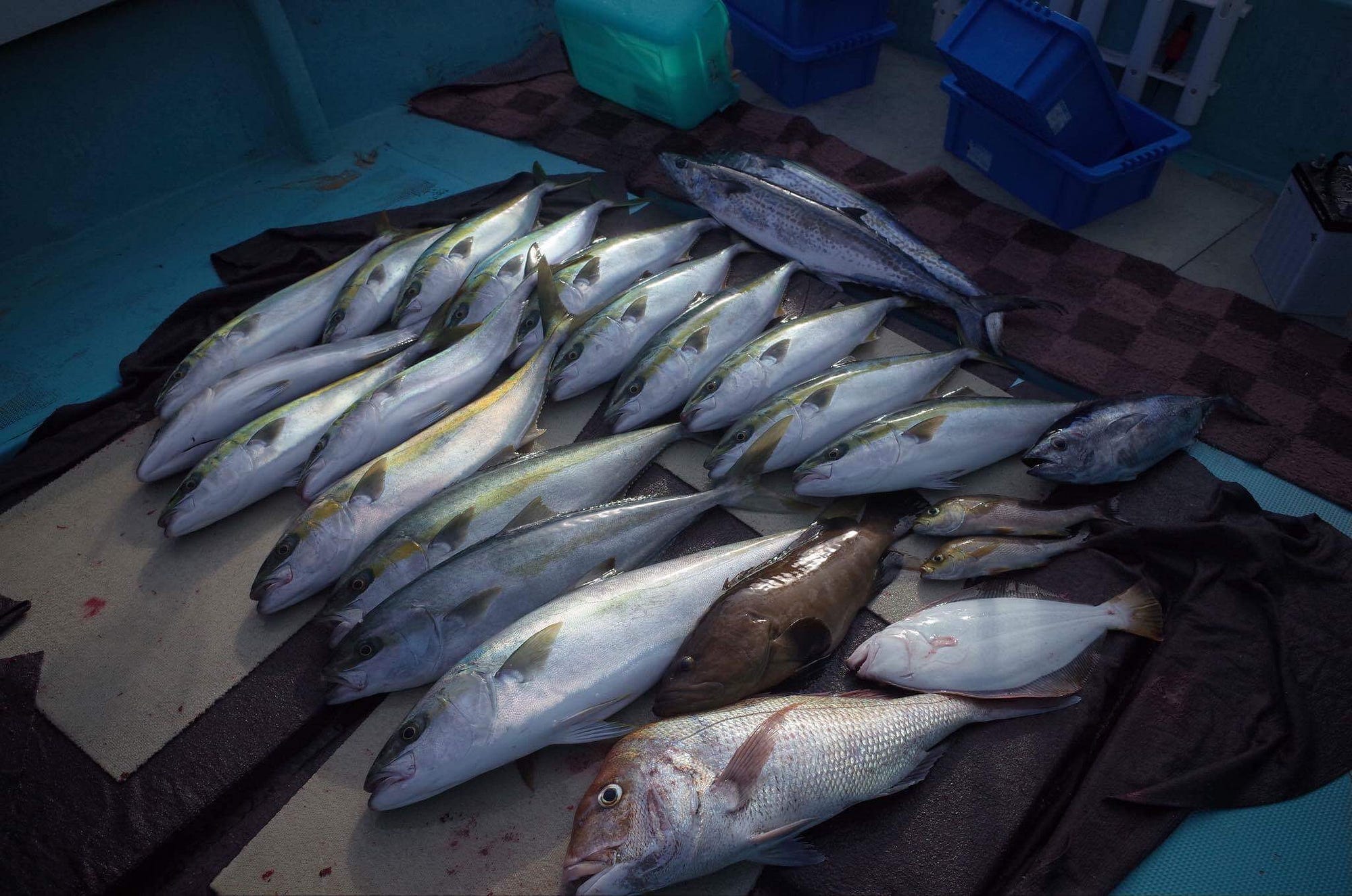 11月 玄界灘の落とし込み釣り サビキで釣ったイワシをそのまま泳がせておくことで大物に食わせるという 落とし込み By Takao Ozawa Medium 11月 玄界灘の落とし込み釣り サビキで釣ったイワシをそのまま泳がせておくことで大物に食わせるという 落とし込み By Takao Ozawa Medium