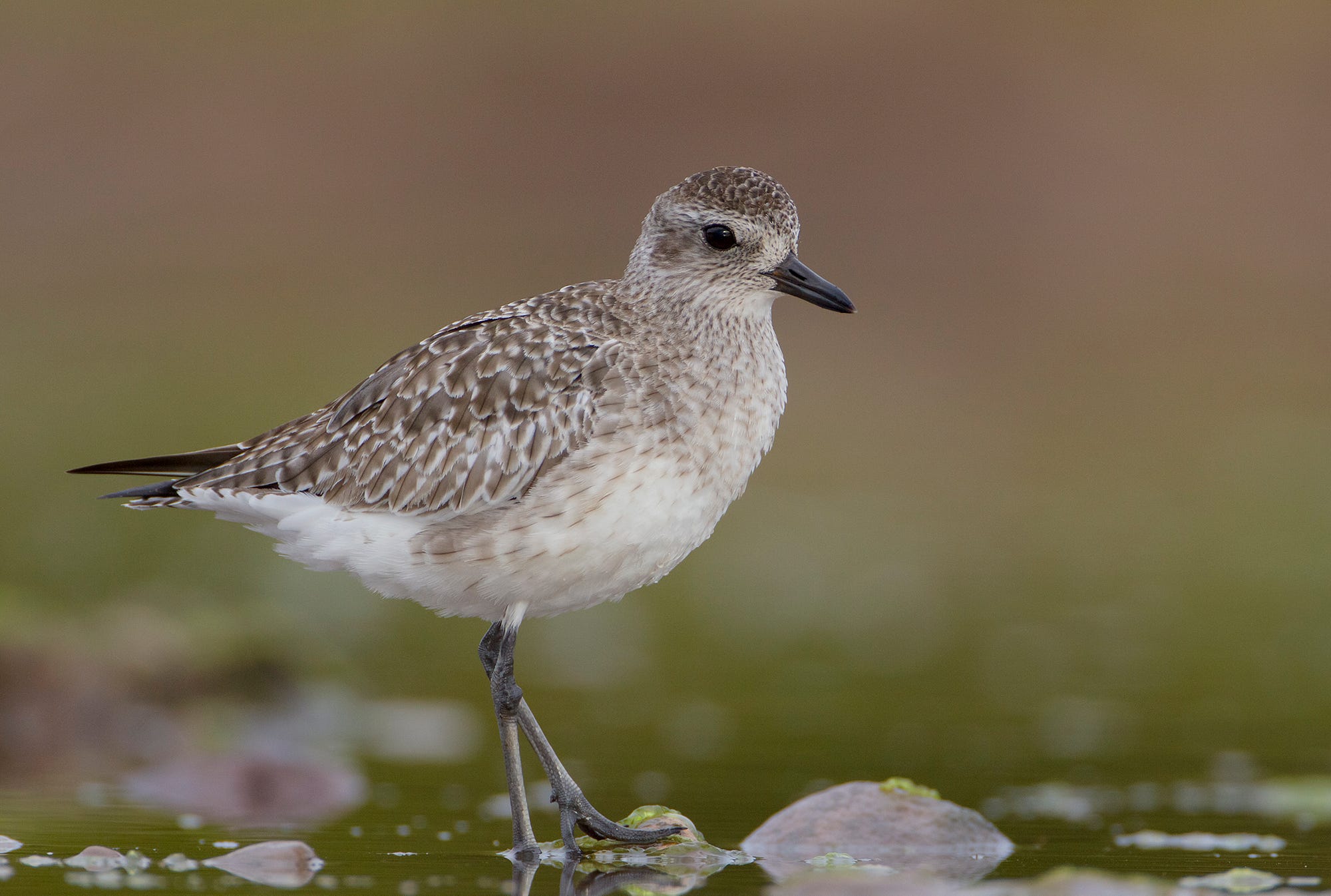Black-bellied Plover in basic plumage stands near shallow water