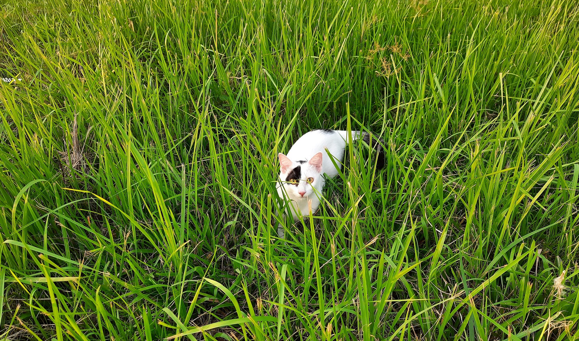 My cat Mini is hunting flies in the grass