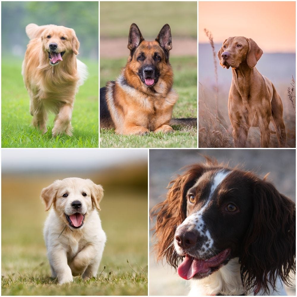 Dog breeds running around