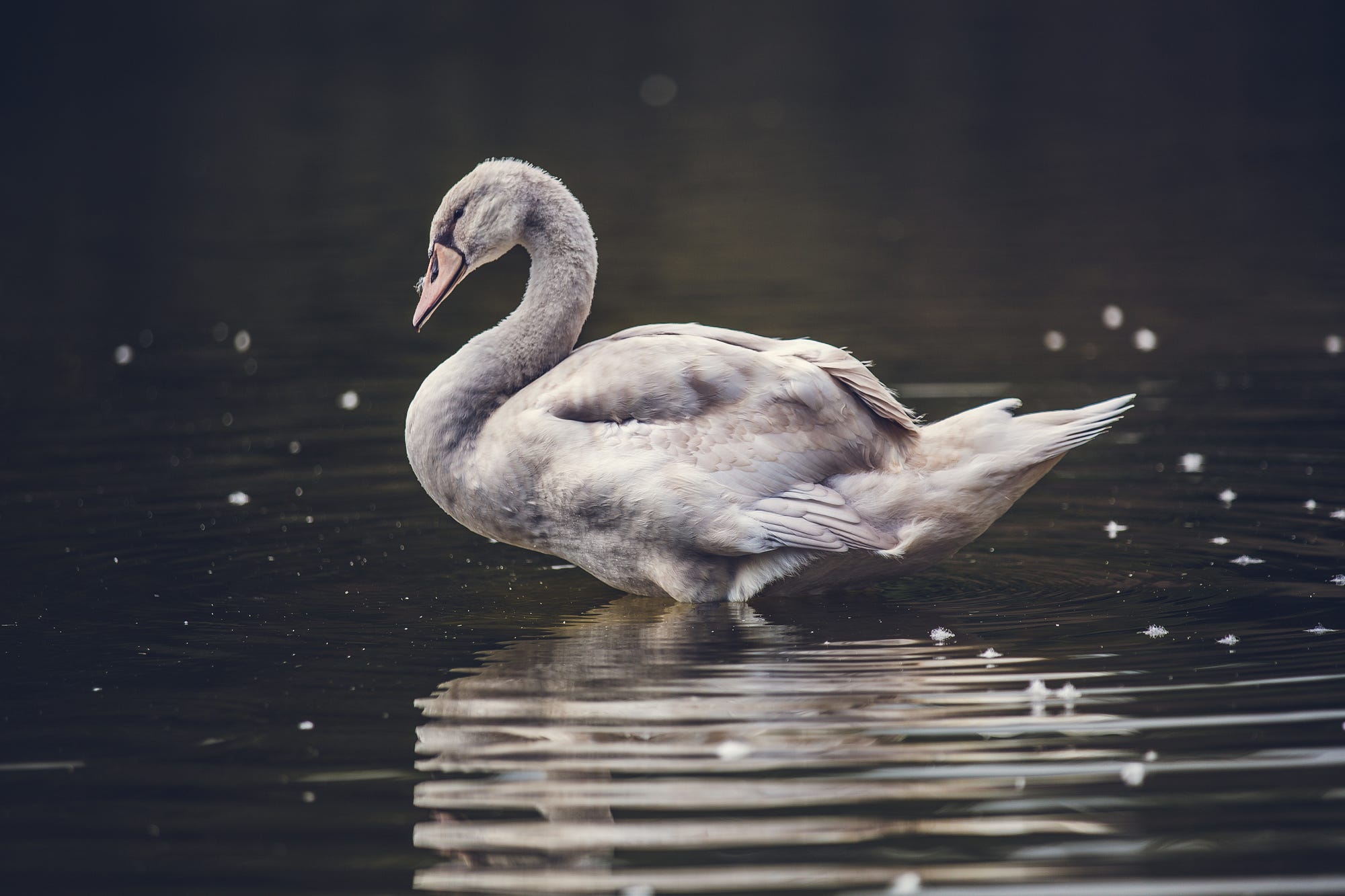 What Color is that Swan?. Nassim Black Swan brought… | by Bell | Towards Data Science
