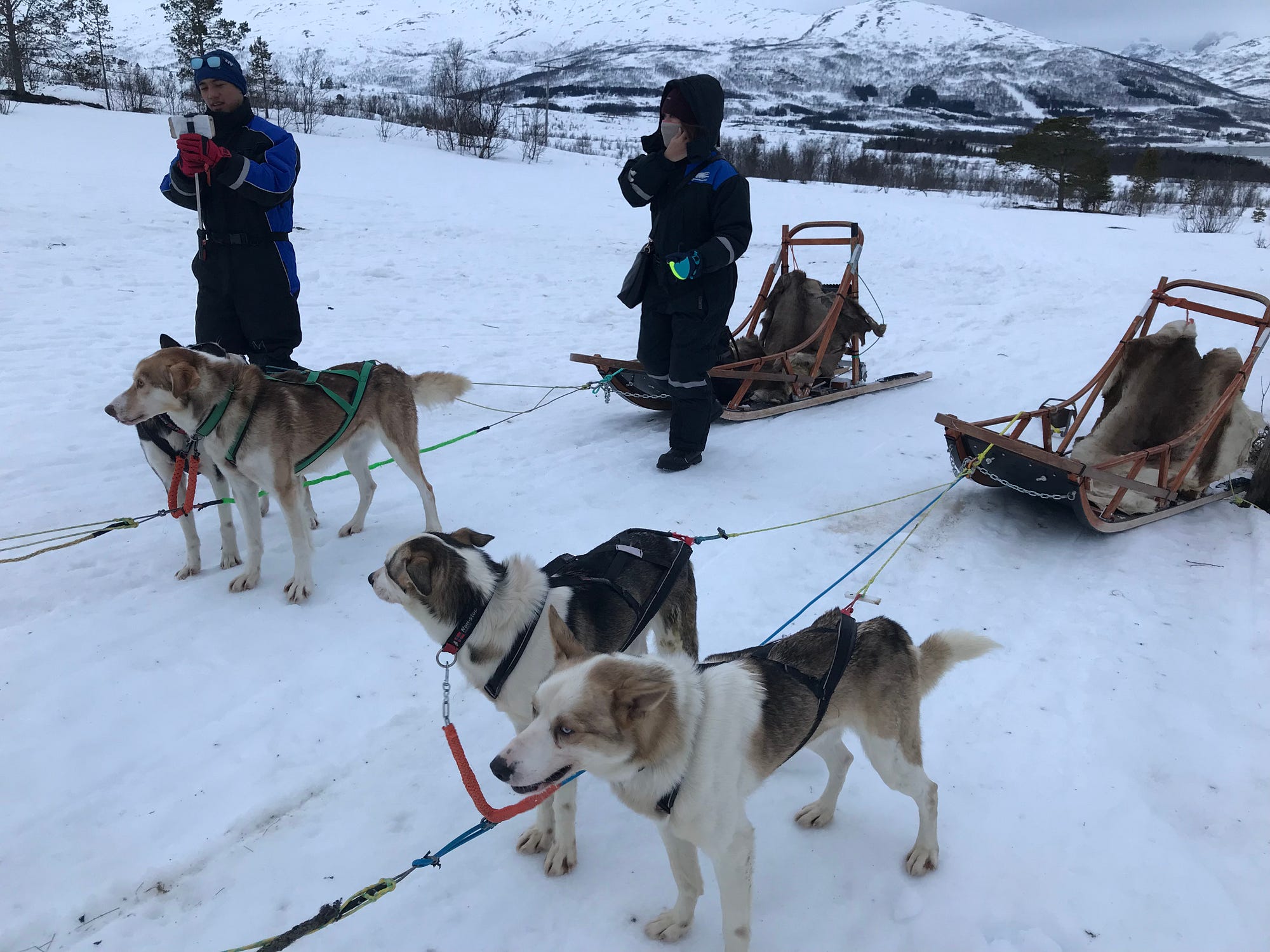 Where to go Dog Sledding in Europe? | Manawa