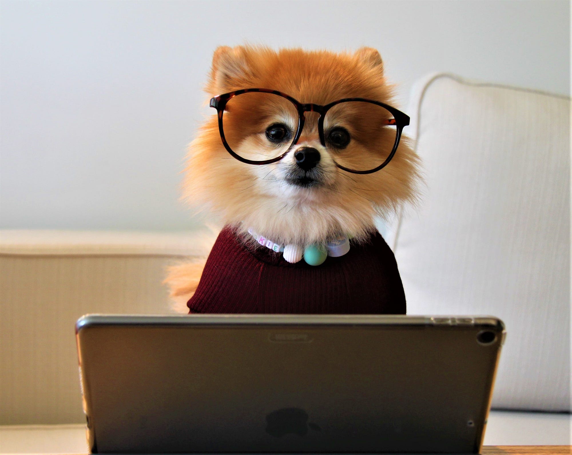 pomeranian wearing glasses and burgundy sweater sitting in front of computer