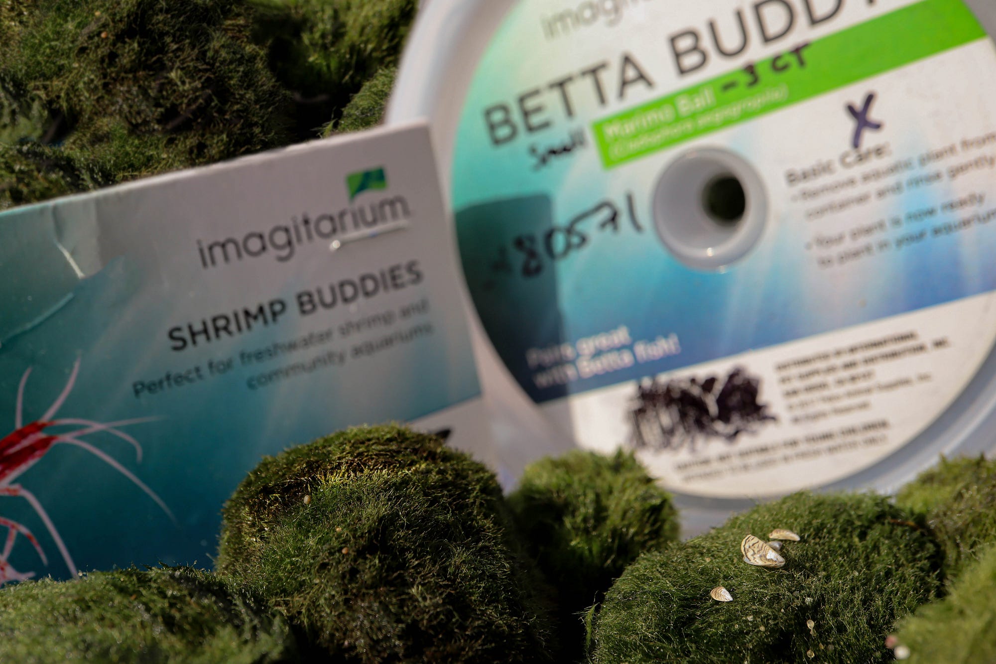 Zebra mussels on a moss ball, surrounded by other moss balls and with “Shrimp Buddies” and “Betta Buddies” packaging in the background