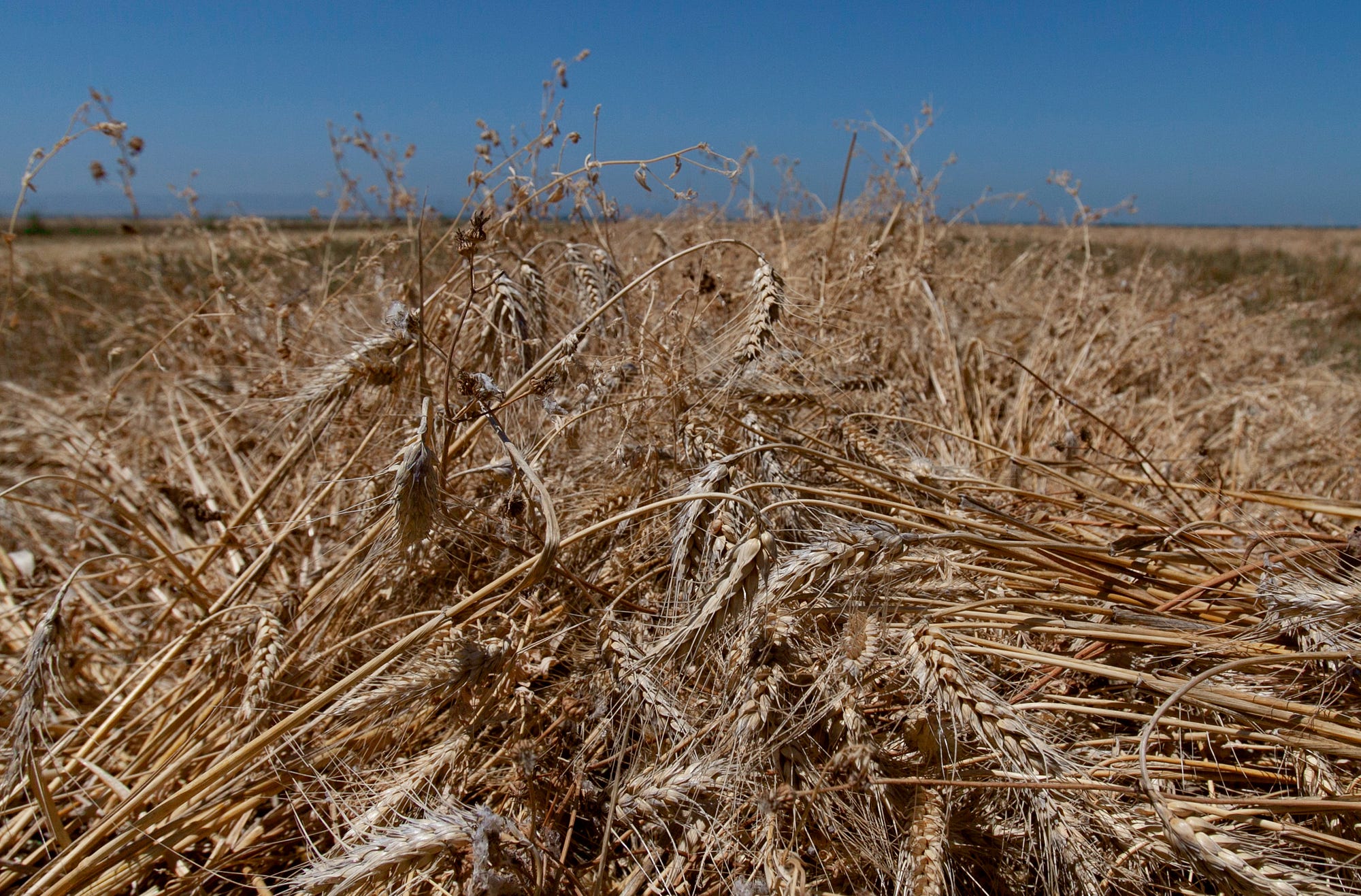 A field of wheat under a blue, cloudless sky.