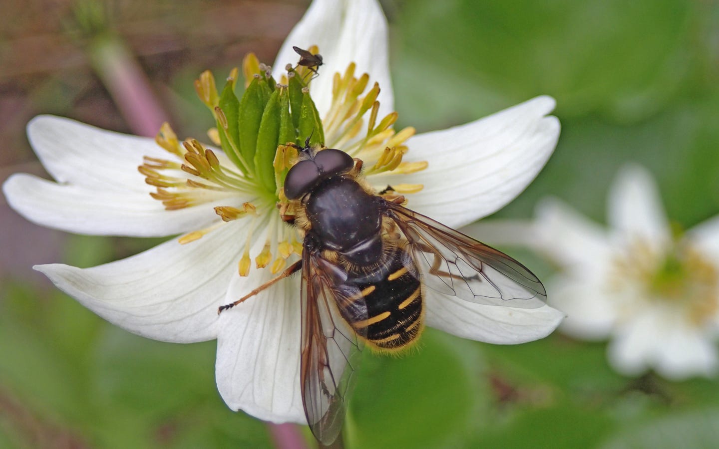 a bee look-alike on a white flower