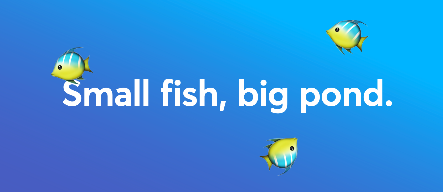 Small Fish Big Pond From Writing In A Small Start Up To A Big Fry Fintech By Fran Cliffe Wise Design Medium