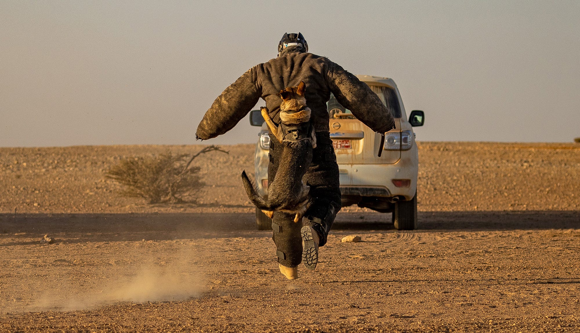 A 1st military working dog regiment Attack dog moments before demonstrating itβs attack training during Exercise KHANJAR OMAN.