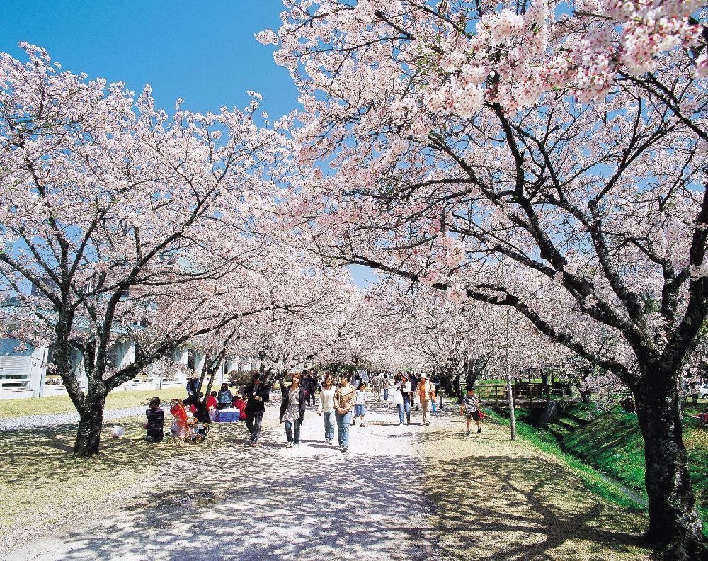櫻花藏在藝術中 四國櫻花名所 預想日和春季美食 是日日本 Medium