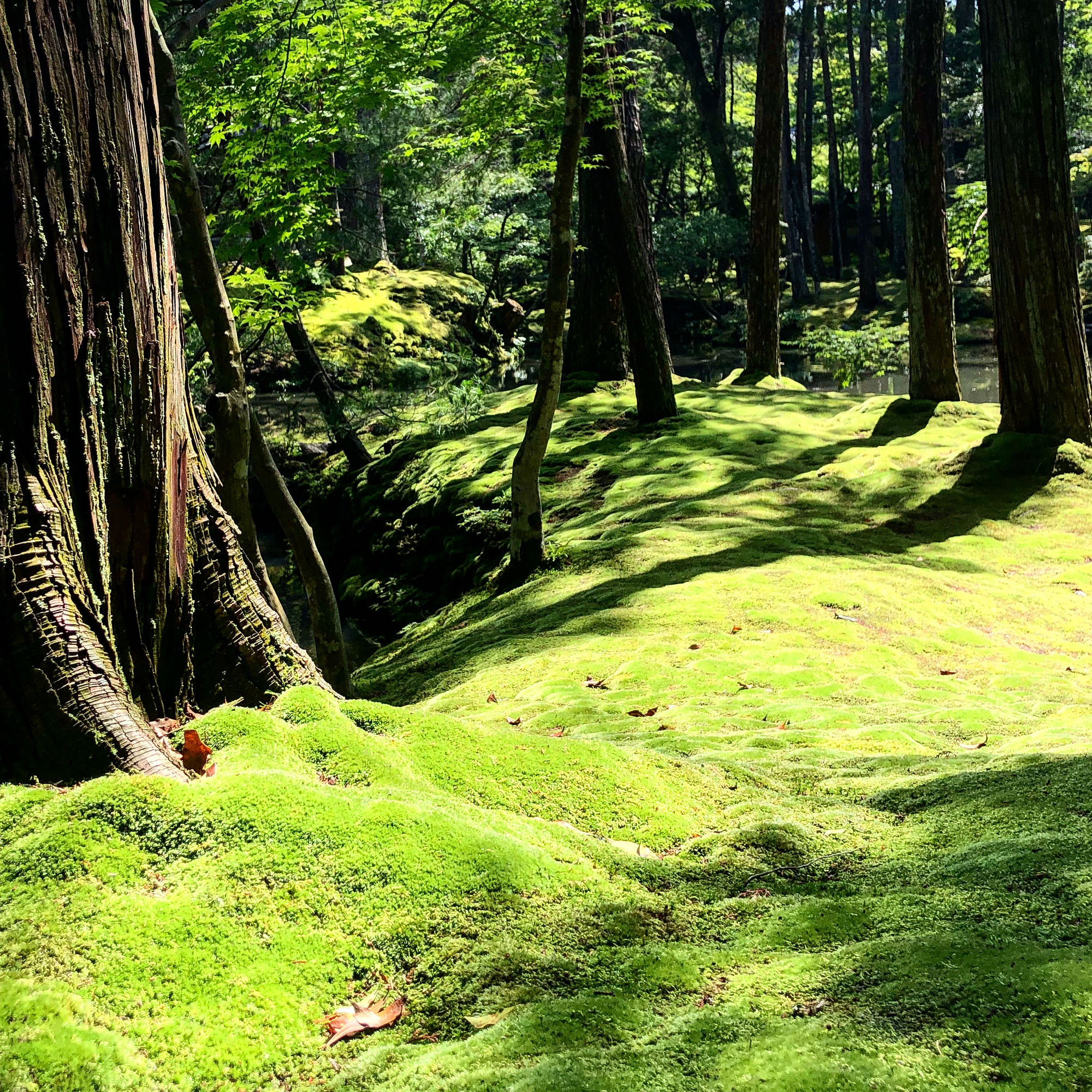 Kyoto 京都寺廟 西芳寺aka 苔寺 去年六月的時候去了一趟西芳寺 By Sen 就喝冰美式 Sen Travel Medium Kyoto 京都寺廟 西芳寺aka 苔寺 去年六月的時候去了一趟西芳寺 By Sen 就喝冰美式 Sen Travel Medium