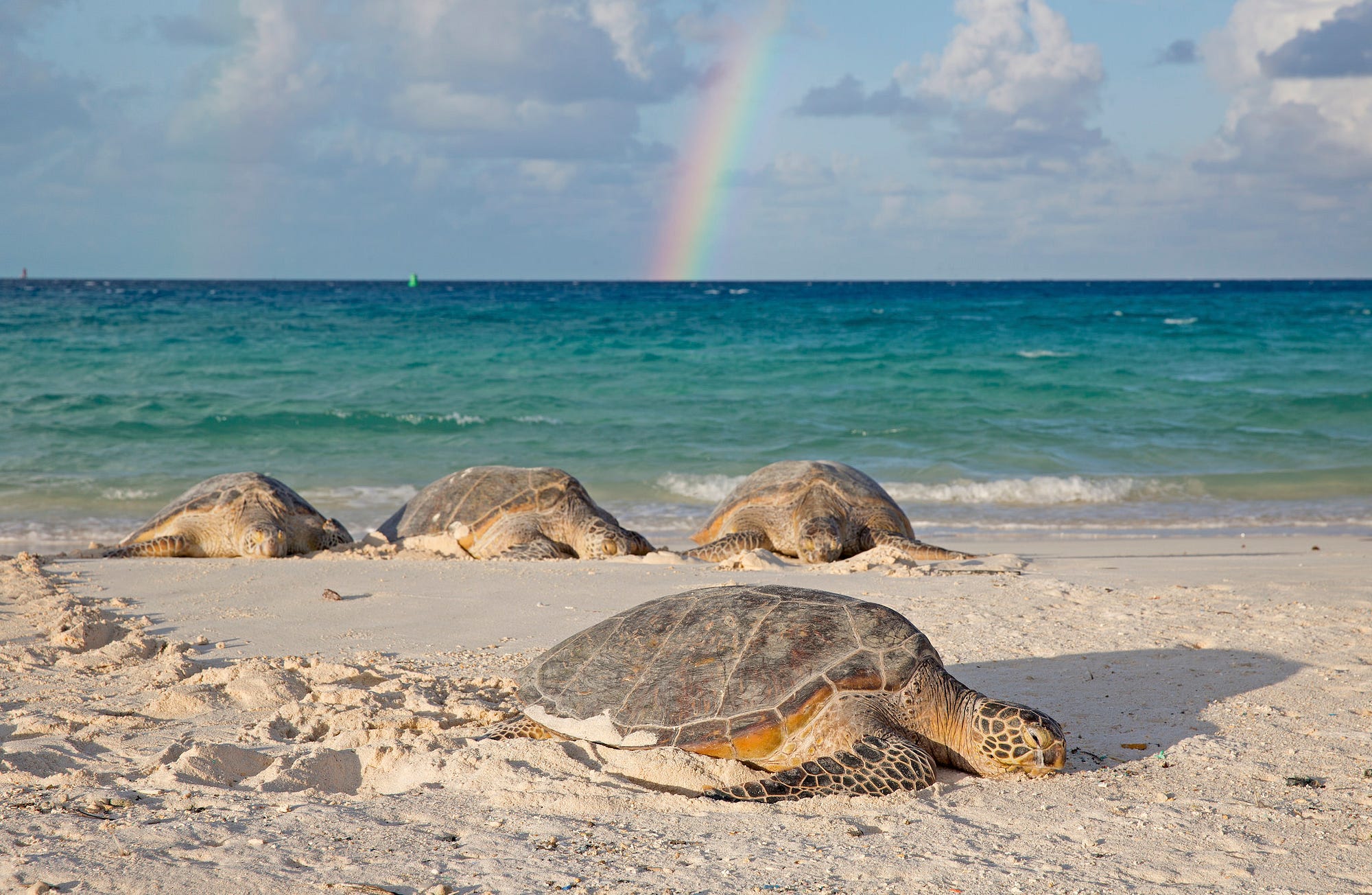 4 big sea turtles on beach with rainbow in sky