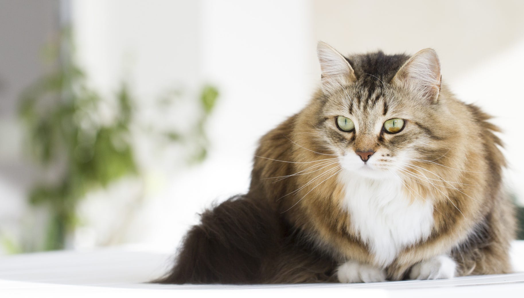 The Siberian Cat An Hypoallergenic Breed By 4kpets Medium The Siberian Cat An Hypoallergenic Breed By 4kpets Medium