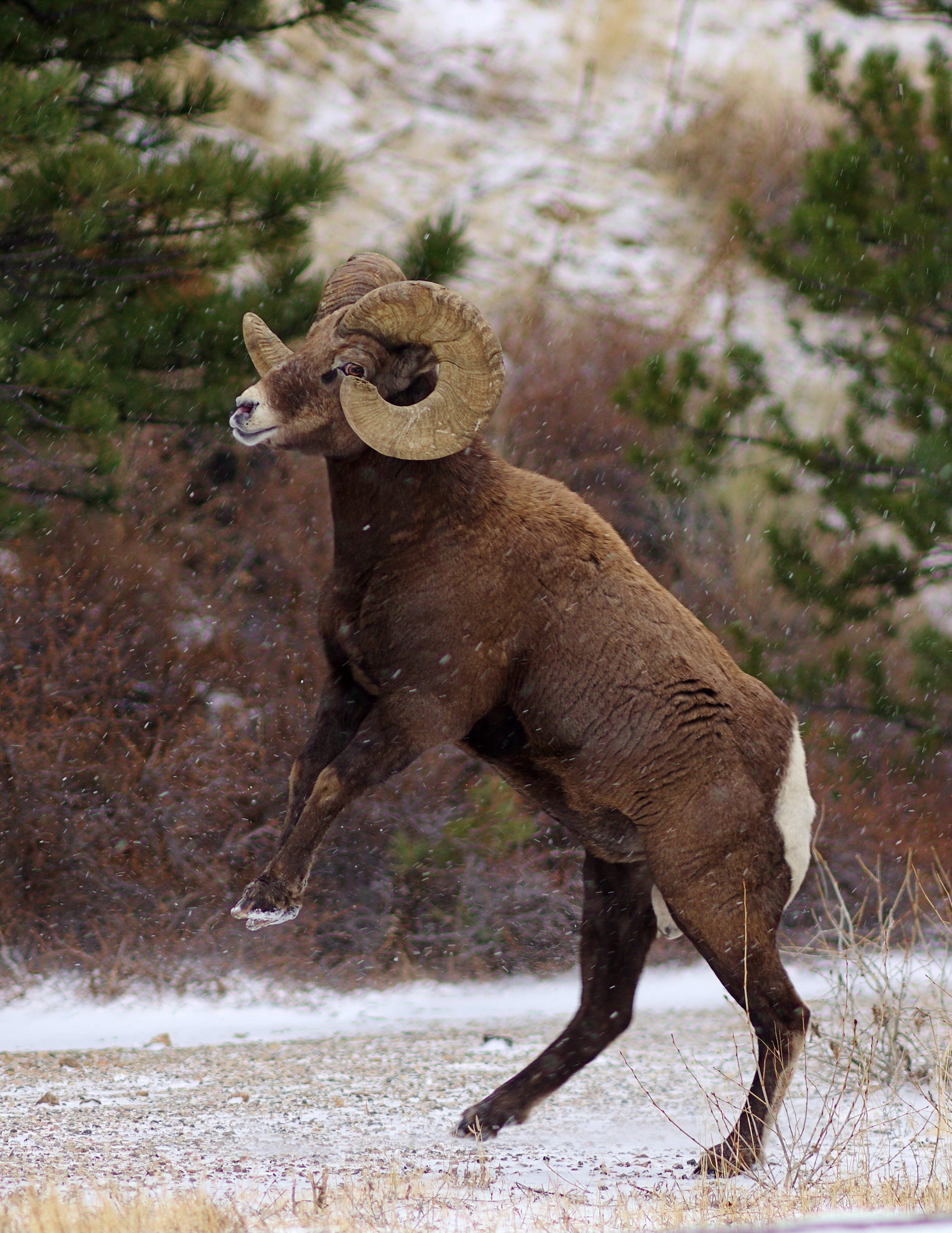 Upclose Look at Battling Bighorn Sheep Updates from the U.S. Fish