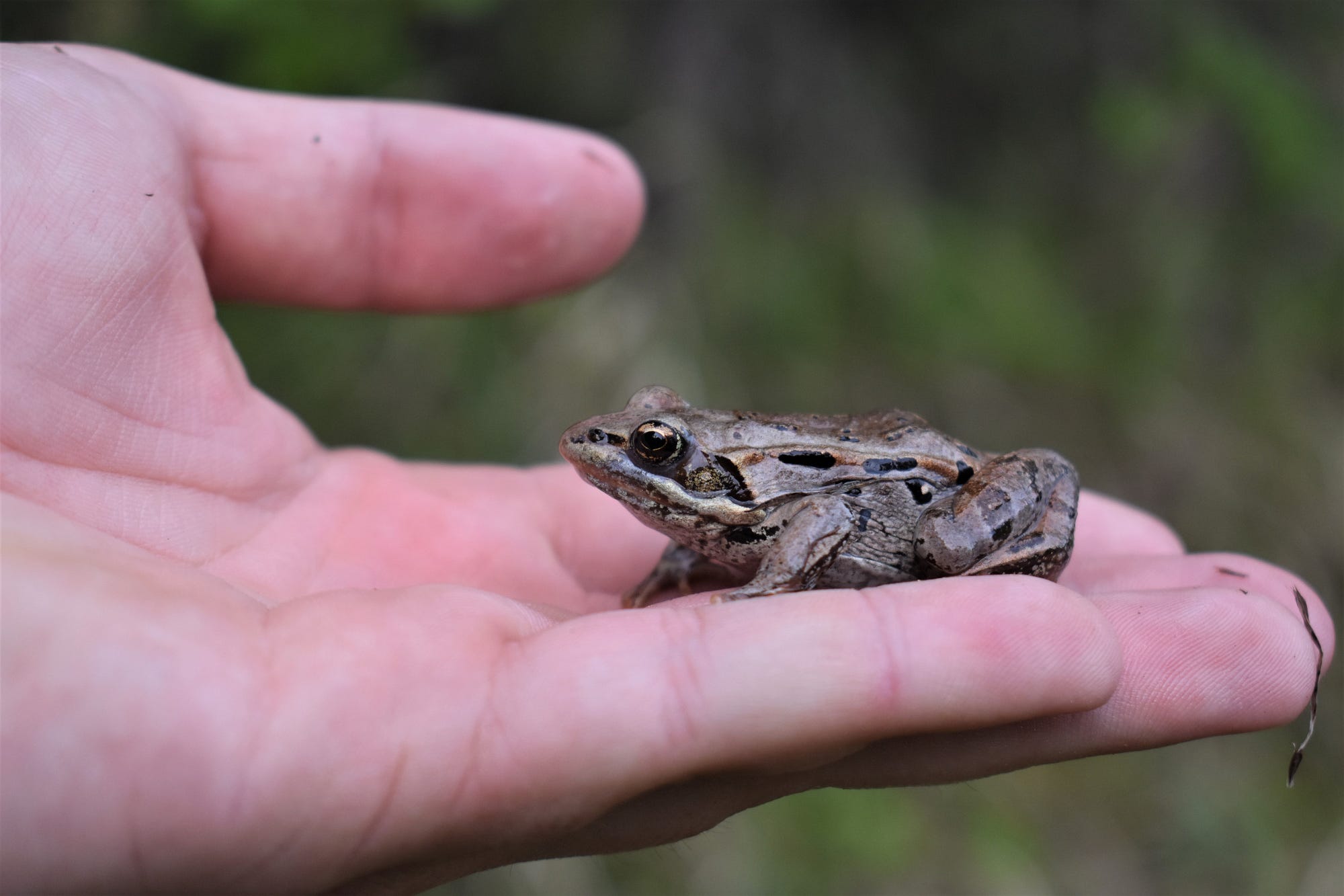 wood frog in someone’s hand