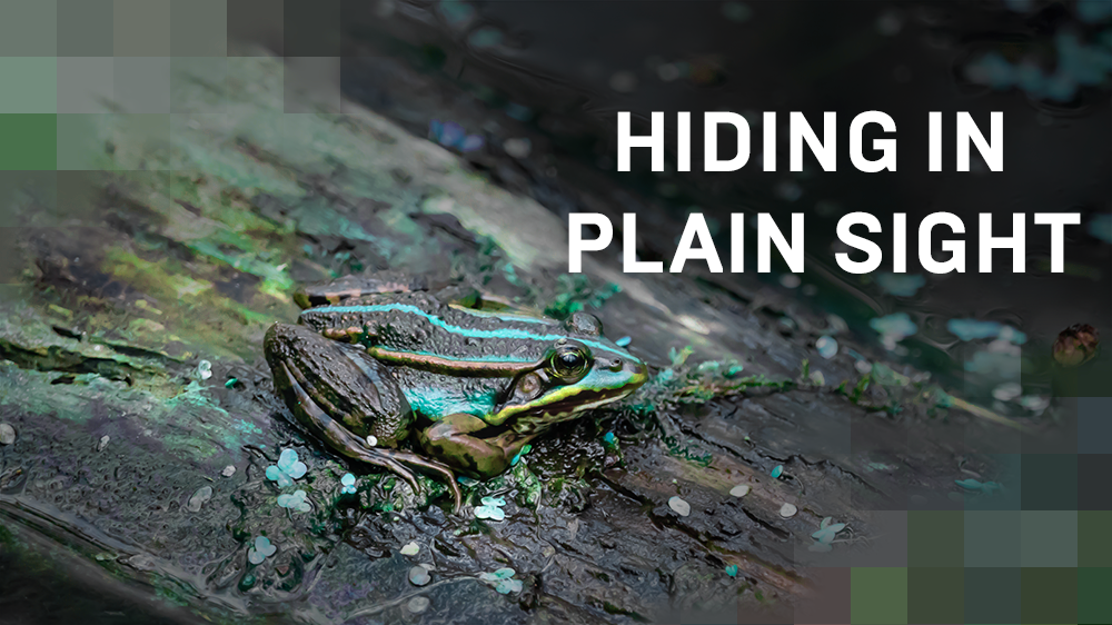 Hiding In Plain Sight. Hiding a malicious payload in a file… by John