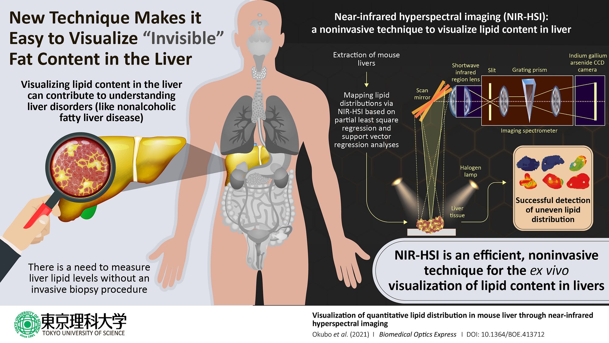 Scientists at Tokyo University of Science, Japan, have now showed that near-infrared hyperspectral imaging is an effective method for the quantitative visualization of lipid content in mouse liver.