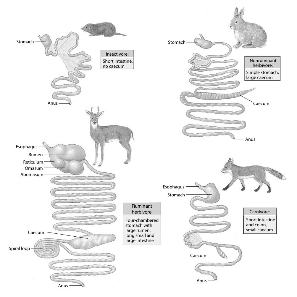 Human Have Evolved To Eat Plants. Scientific Evidence Busting the Meat