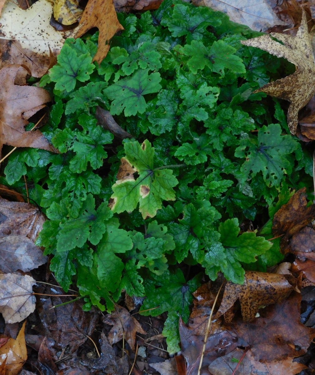 rough-edged, brightly hued green leafed plant fully bloomed on ground