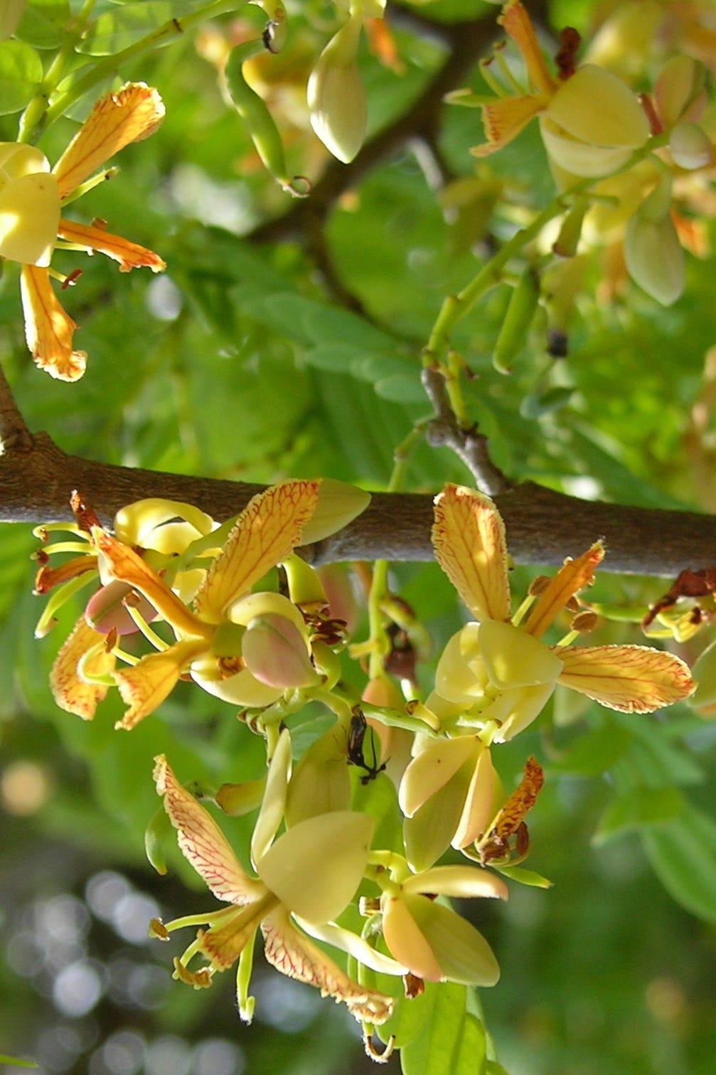 Tamarind Plant 259 In The 400 Week Countdown By Plants400 University Of Oxford Botanic Garden And Arboretum Medium Tamarind Plant 259 In The 400 Week Countdown By Plants400 University Of Oxford Botanic Garden And Arboretum Medium